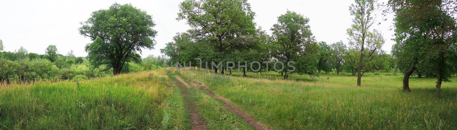 road leading through a meadow in the woods  by butenkow