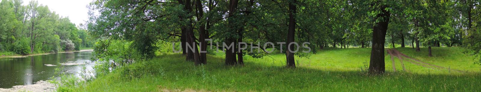 summer panorama of oak forest and river  by butenkow