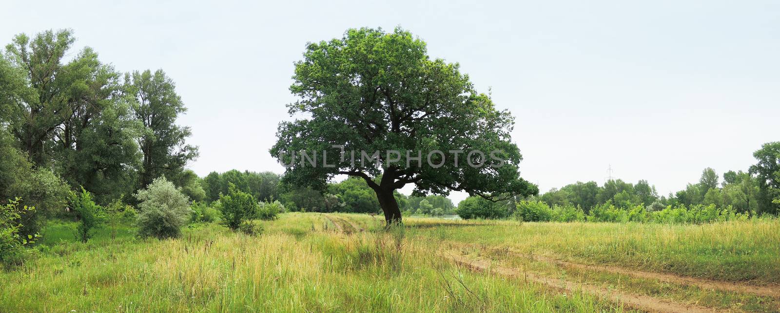 oak next to the road on a summer day by butenkow