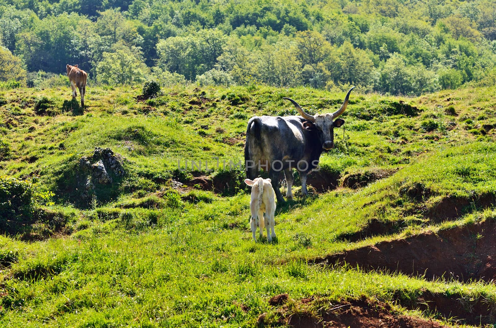 Black ox and two calf against the green meadow