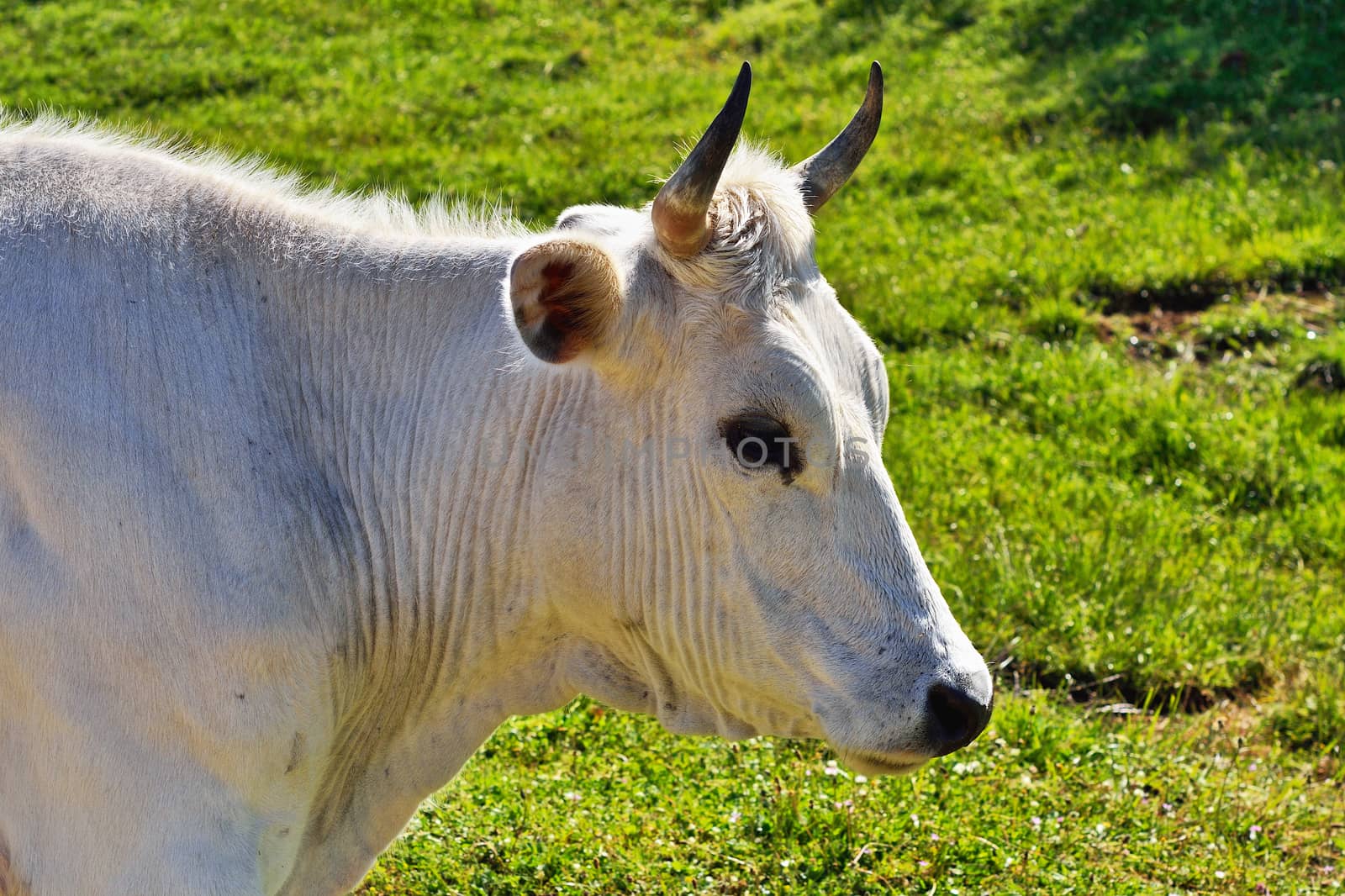 White Cow by styf22