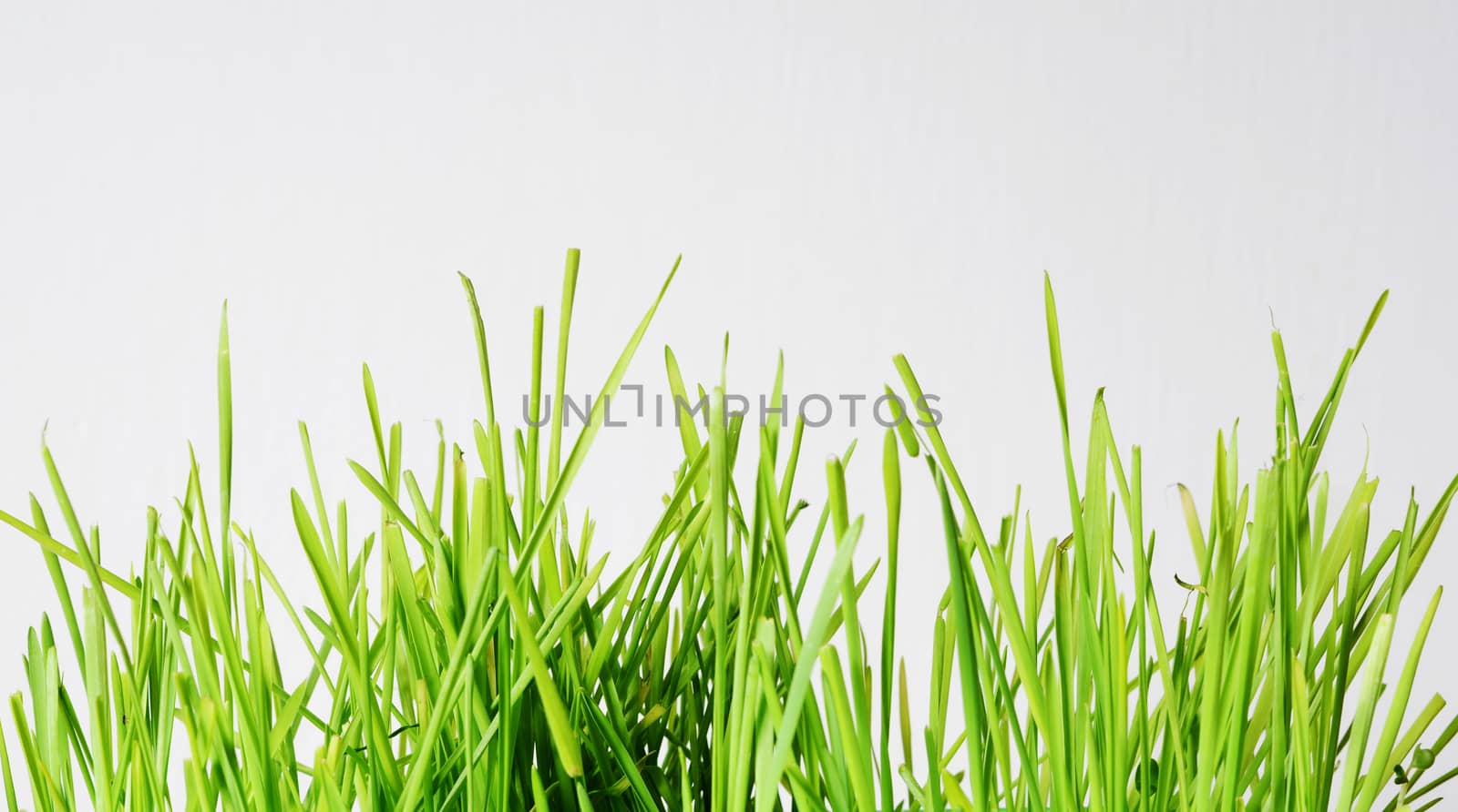 grass