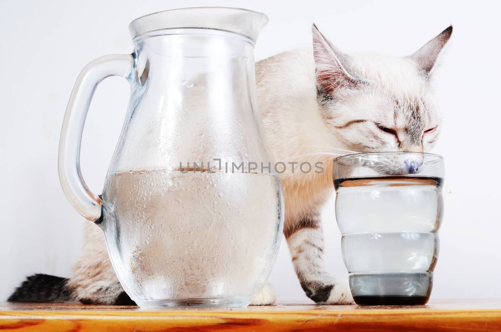 cute kitten drinking