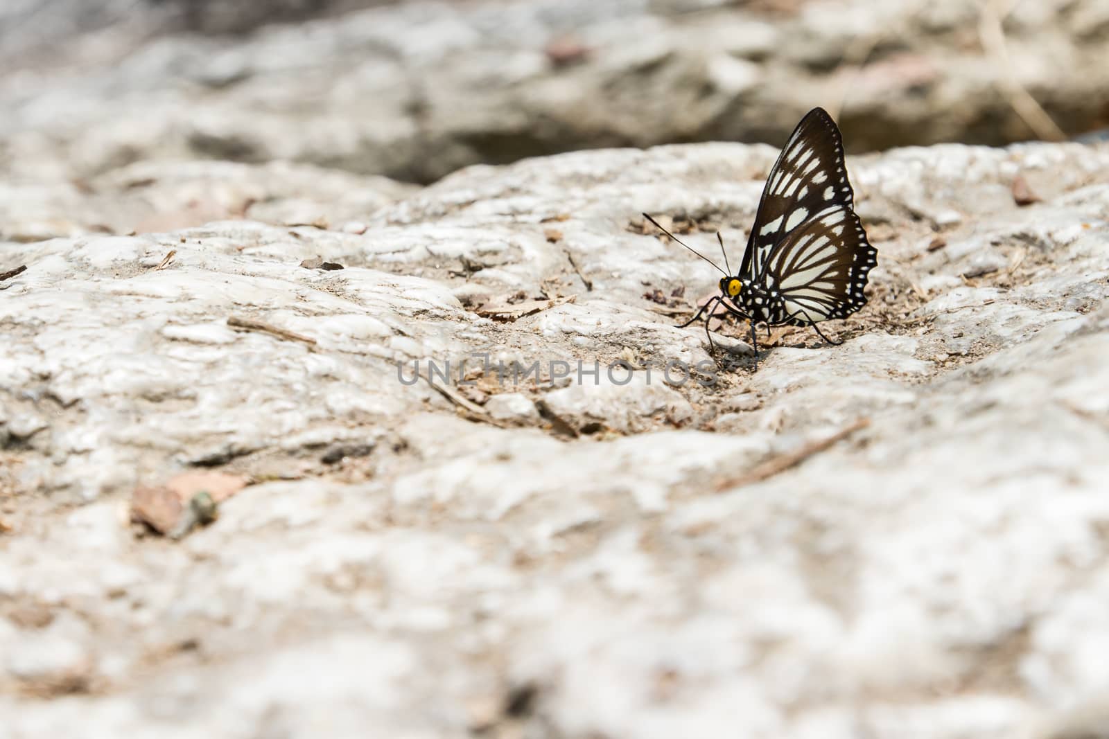 Beautiful butterfly sitting on stone