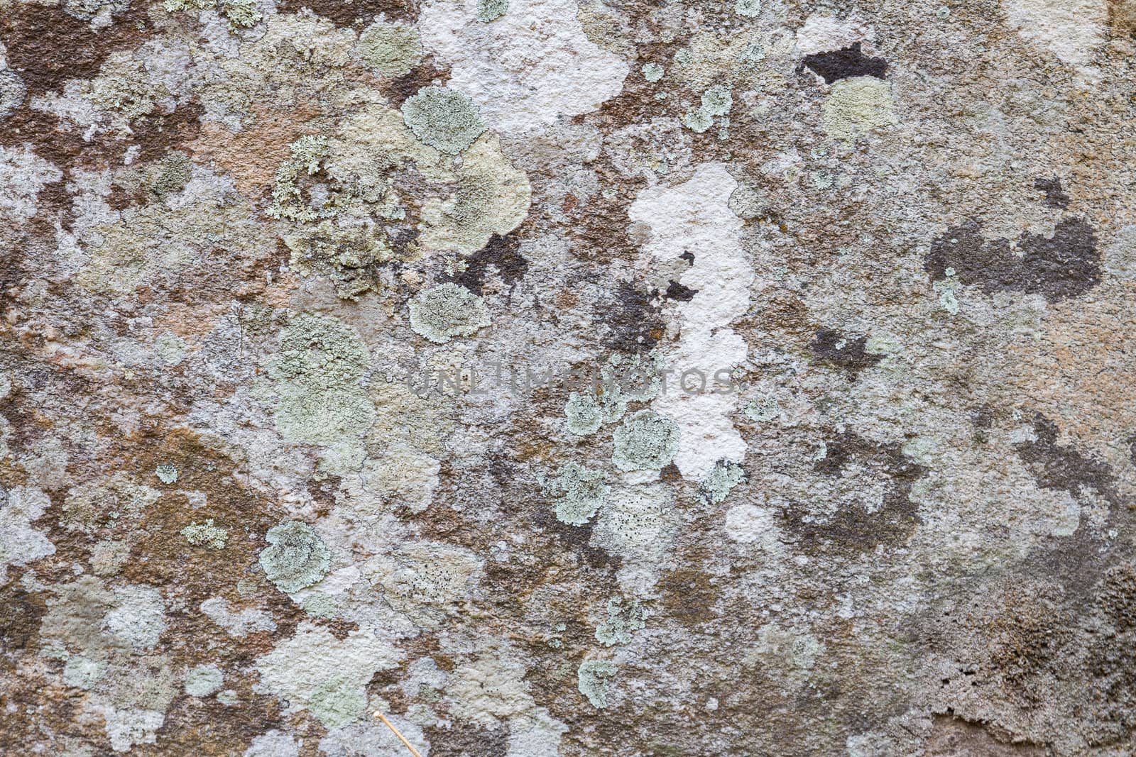 Various colors of lichen on stone background