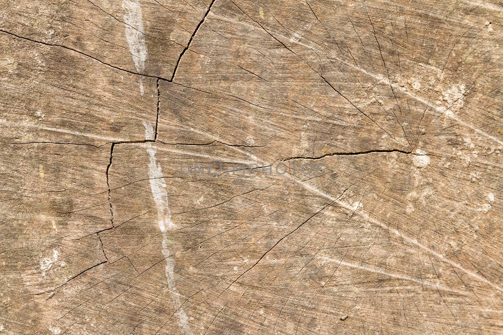 Dry wood texture of cut stump with scratches on surface