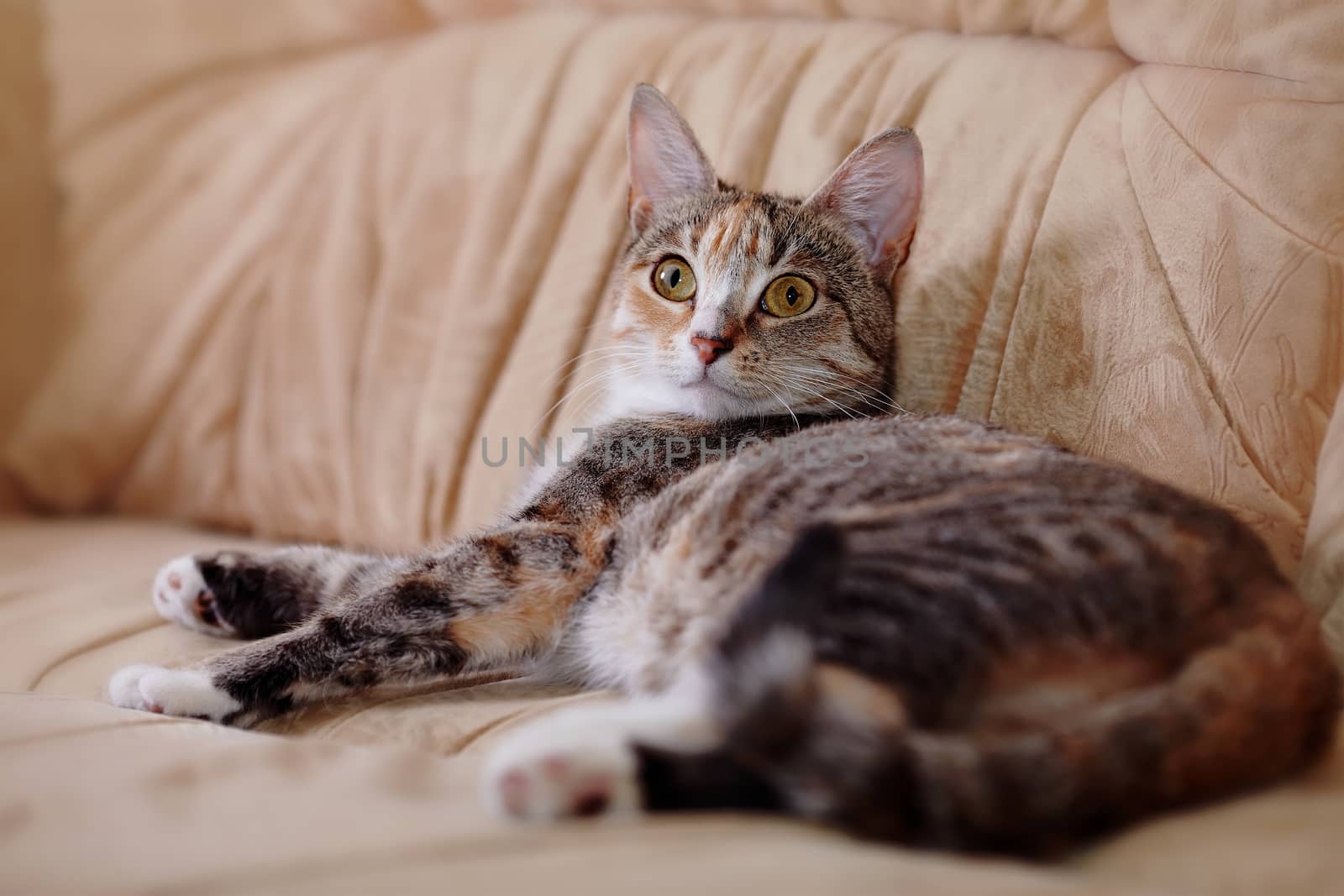 The multi-colored cat lies on a sofa. by Azaliya