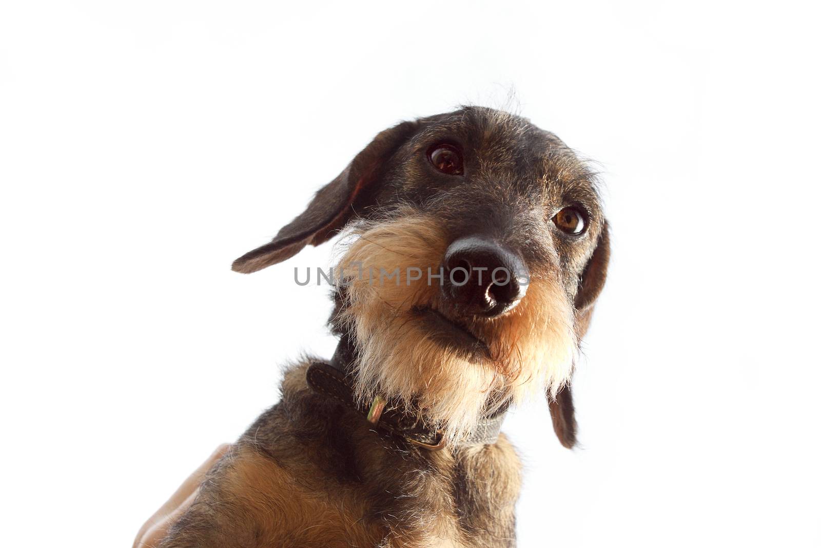 wirehaired dachshund dog on white background close up by cococinema