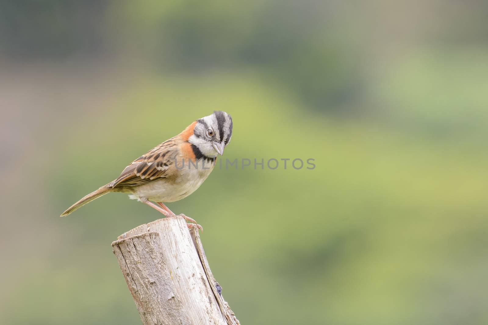 Rufous-collared sparrow sits atop a fence post as photographed in Costa Rica.