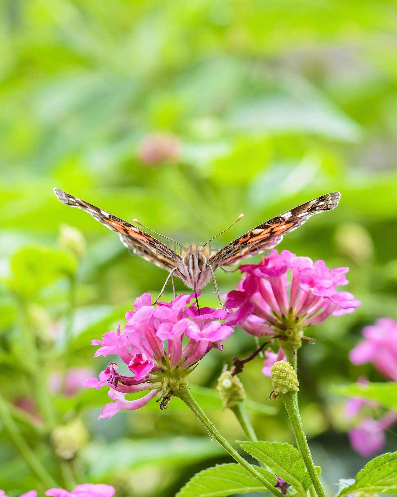 Feeding Butterfly by billberryphotography