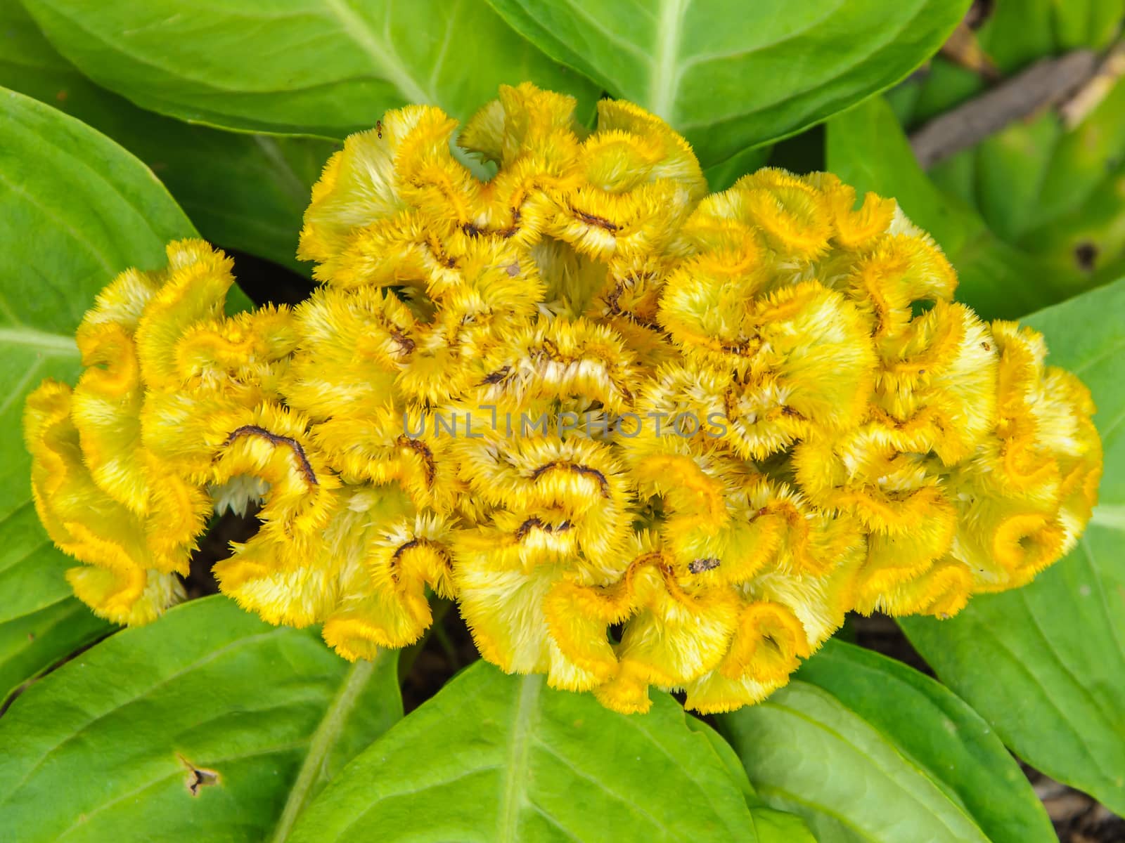 Yellow cockscomb flower close up,Chinese wool flower.