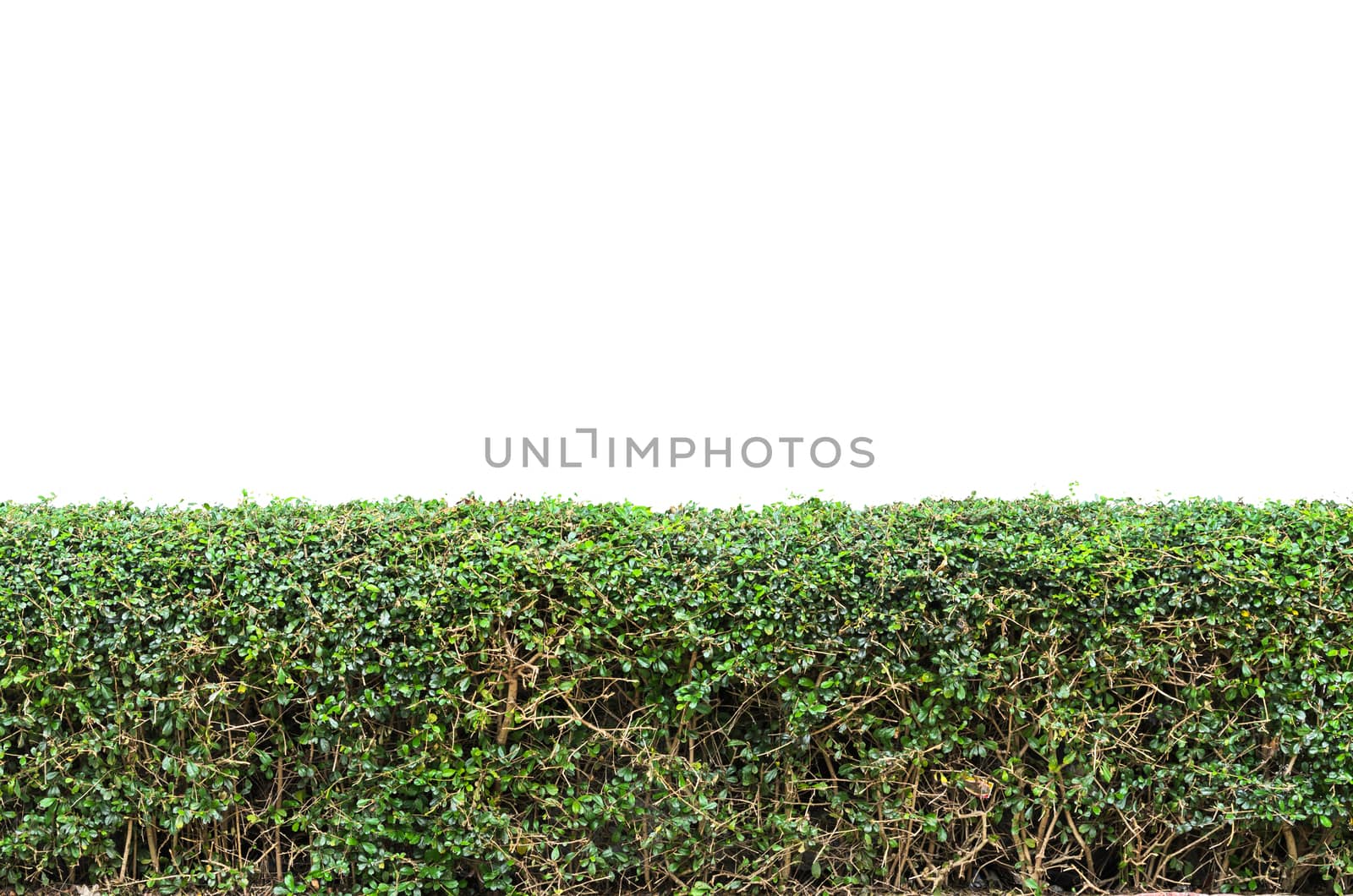 Bushes fence isolated on white background 