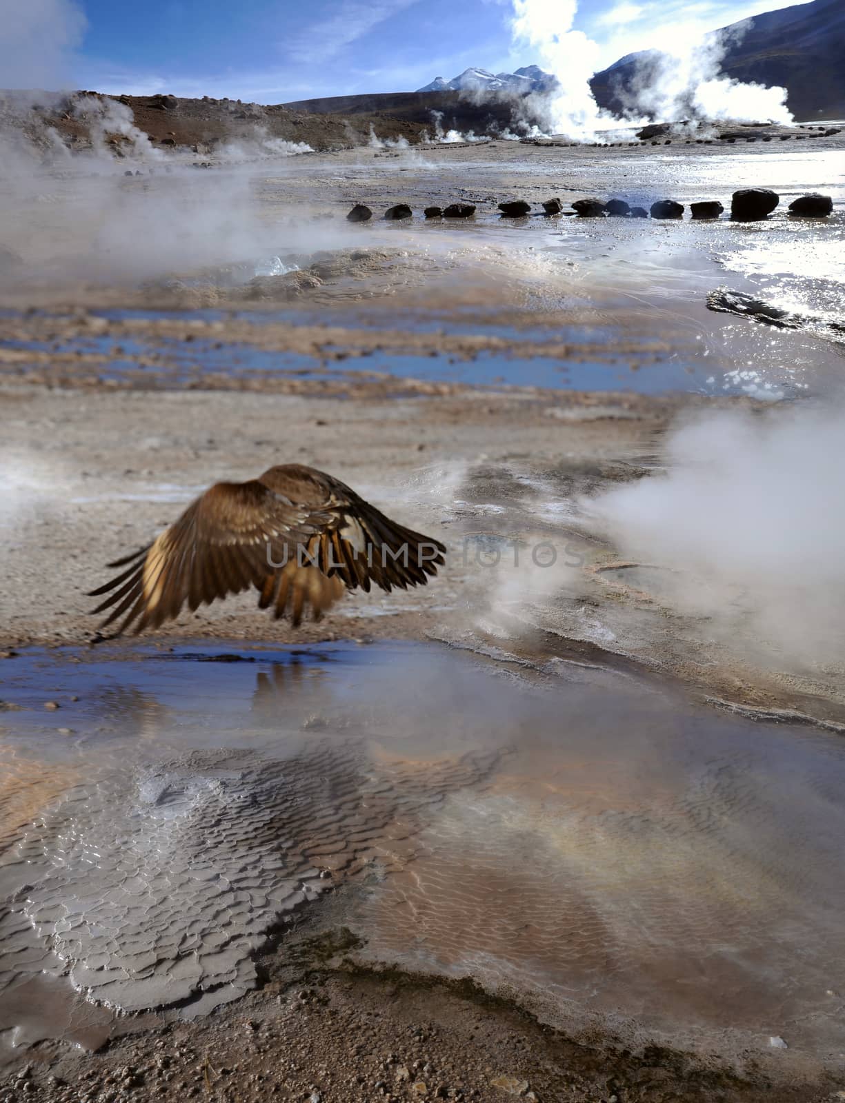 Condor in the Valley of Geysers, Atacama Desert, Chile by xura