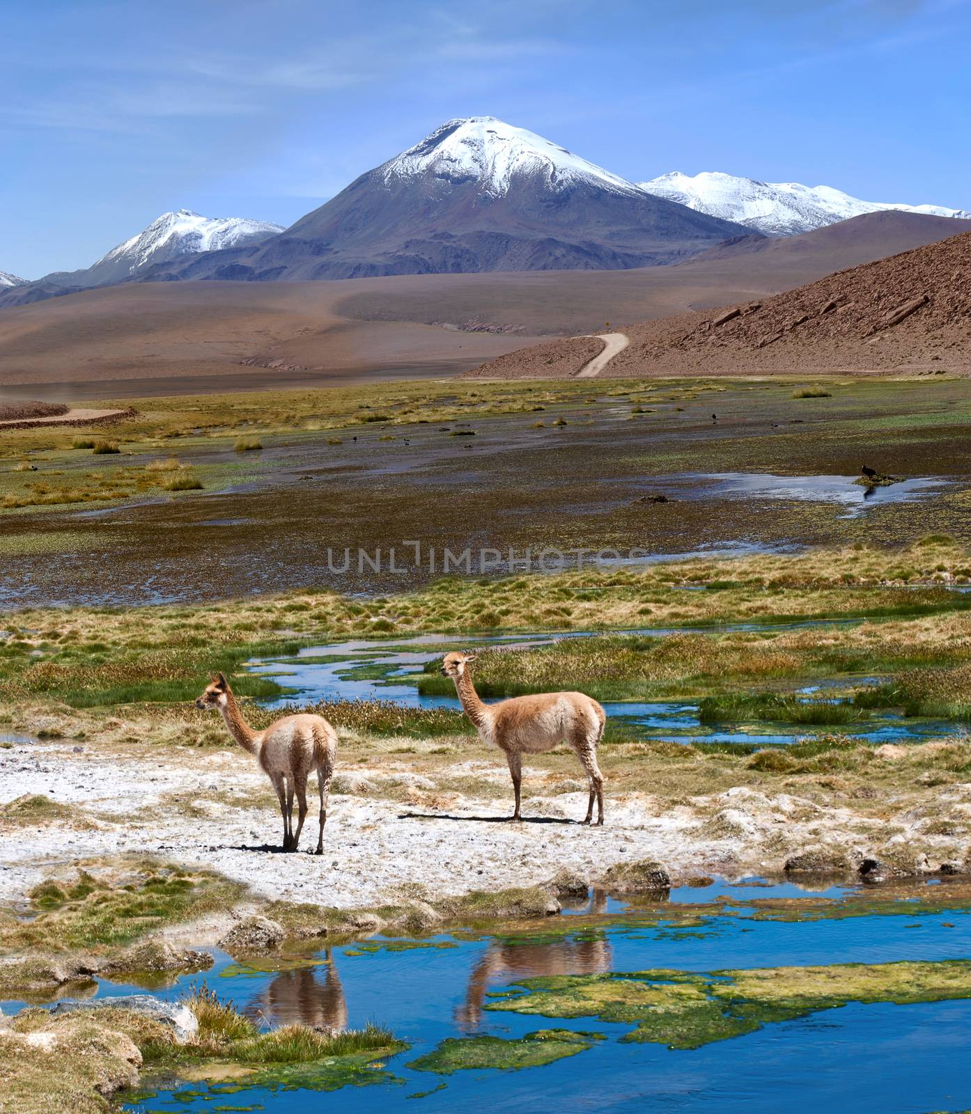Vicunas graze in the Atacama, Volcanoes Licancabur and Juriques by xura