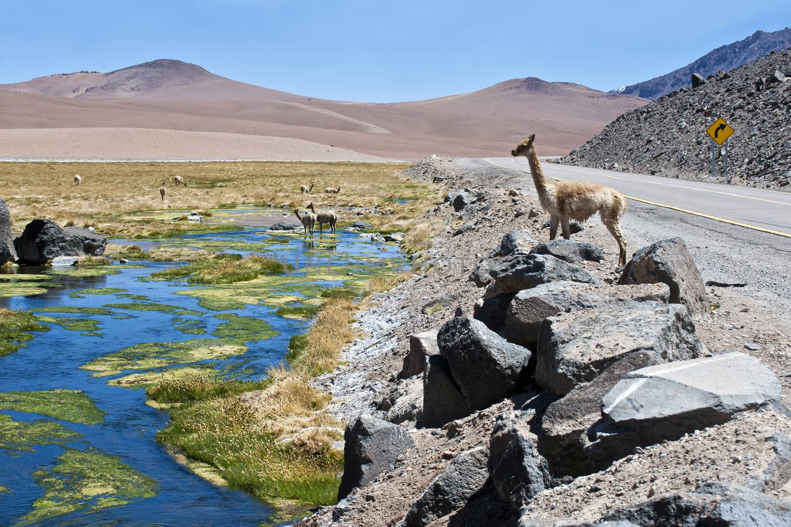 Vicunas and alpacas graze in the Atacama by xura