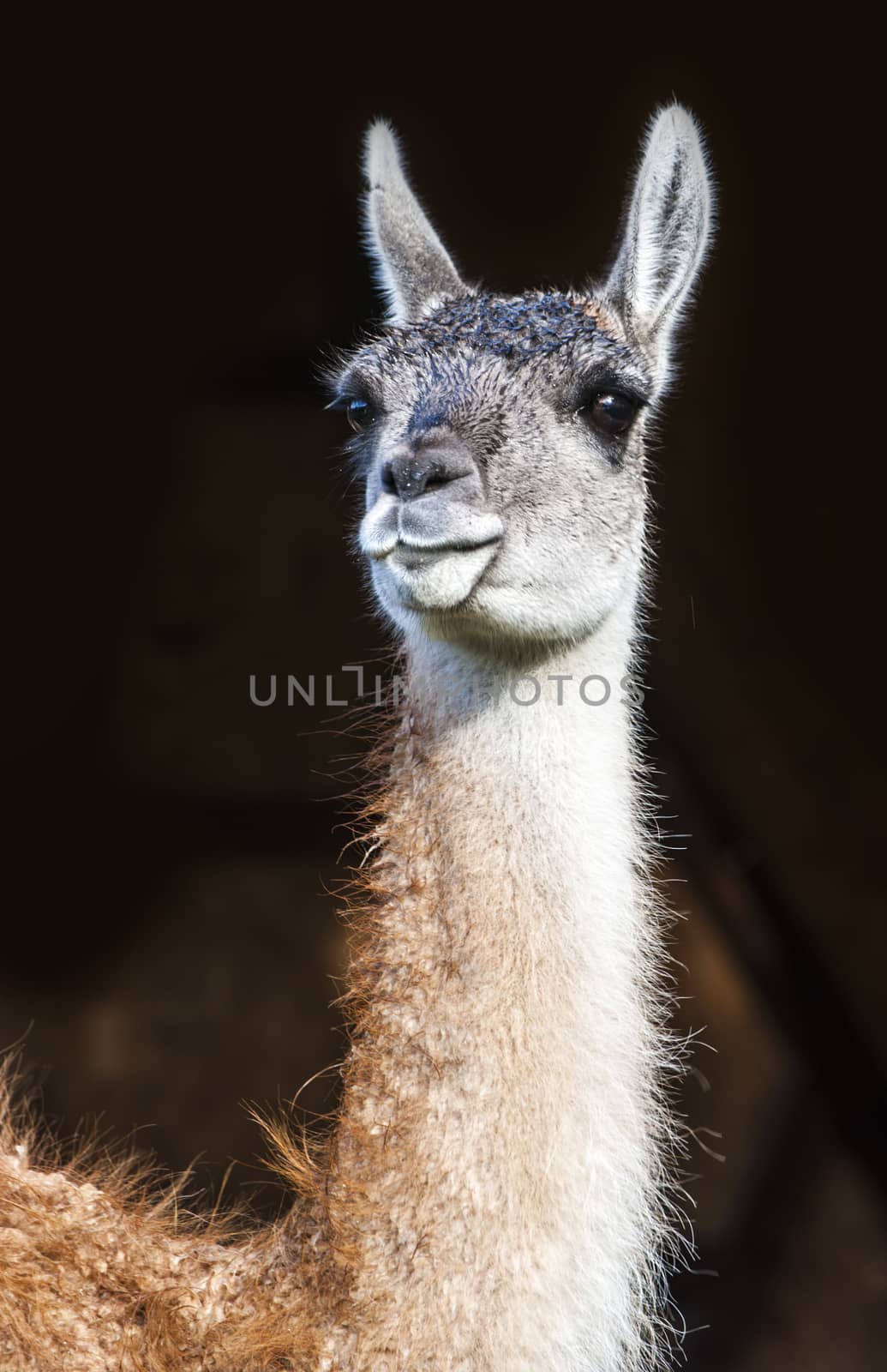 Guanaco (Lama Guanicoe). Torres del Paine National Park, Patagon by xura