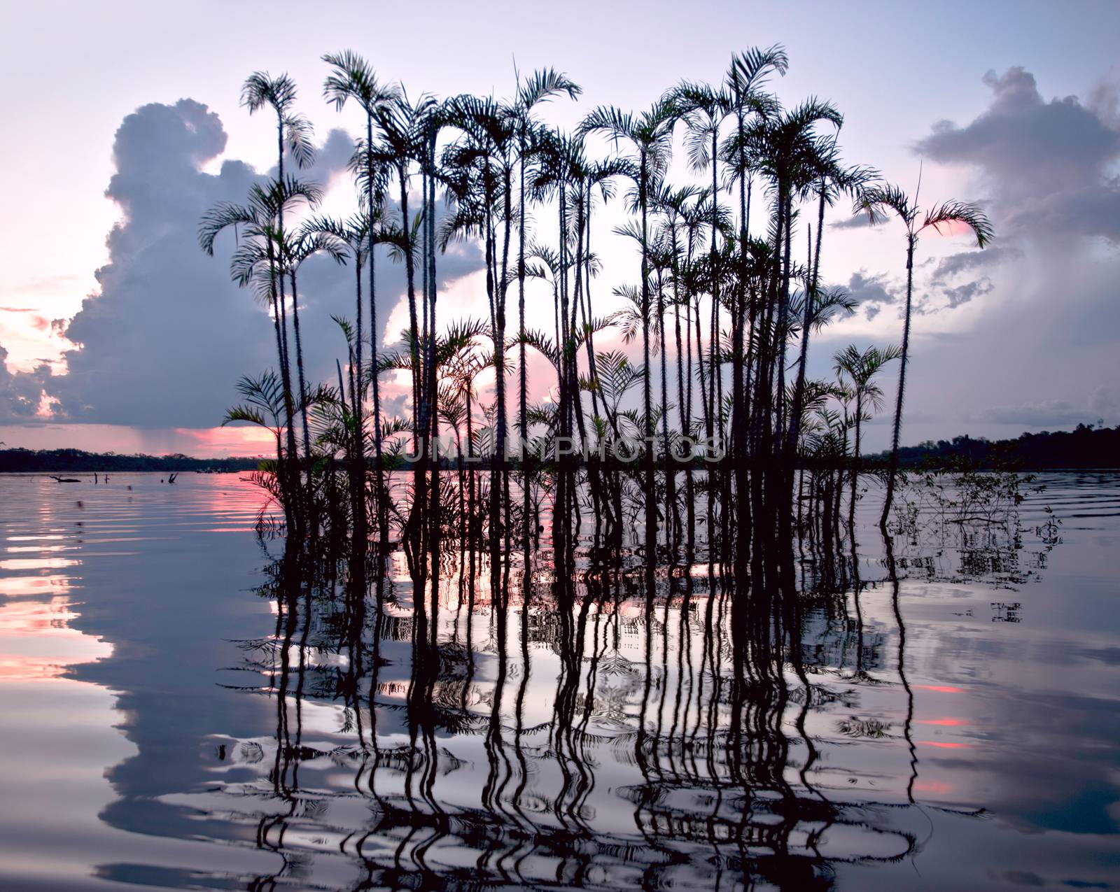 Amazonian rainforest. Laguna Grande, National Park Cuyabeno. Ecu by xura