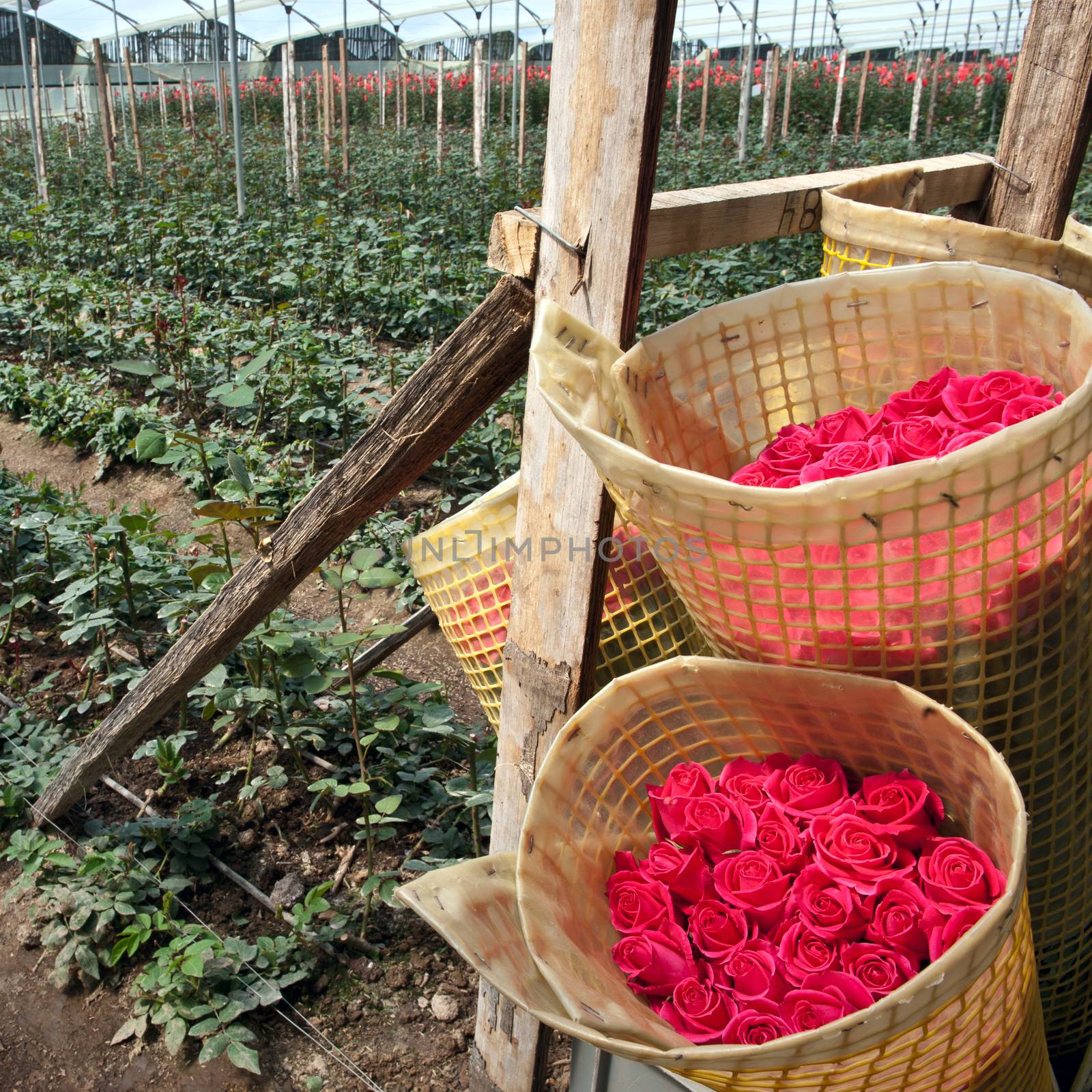 Roses Harvest, plantation in Tumbaco, Cayambe, Ecuador, South America