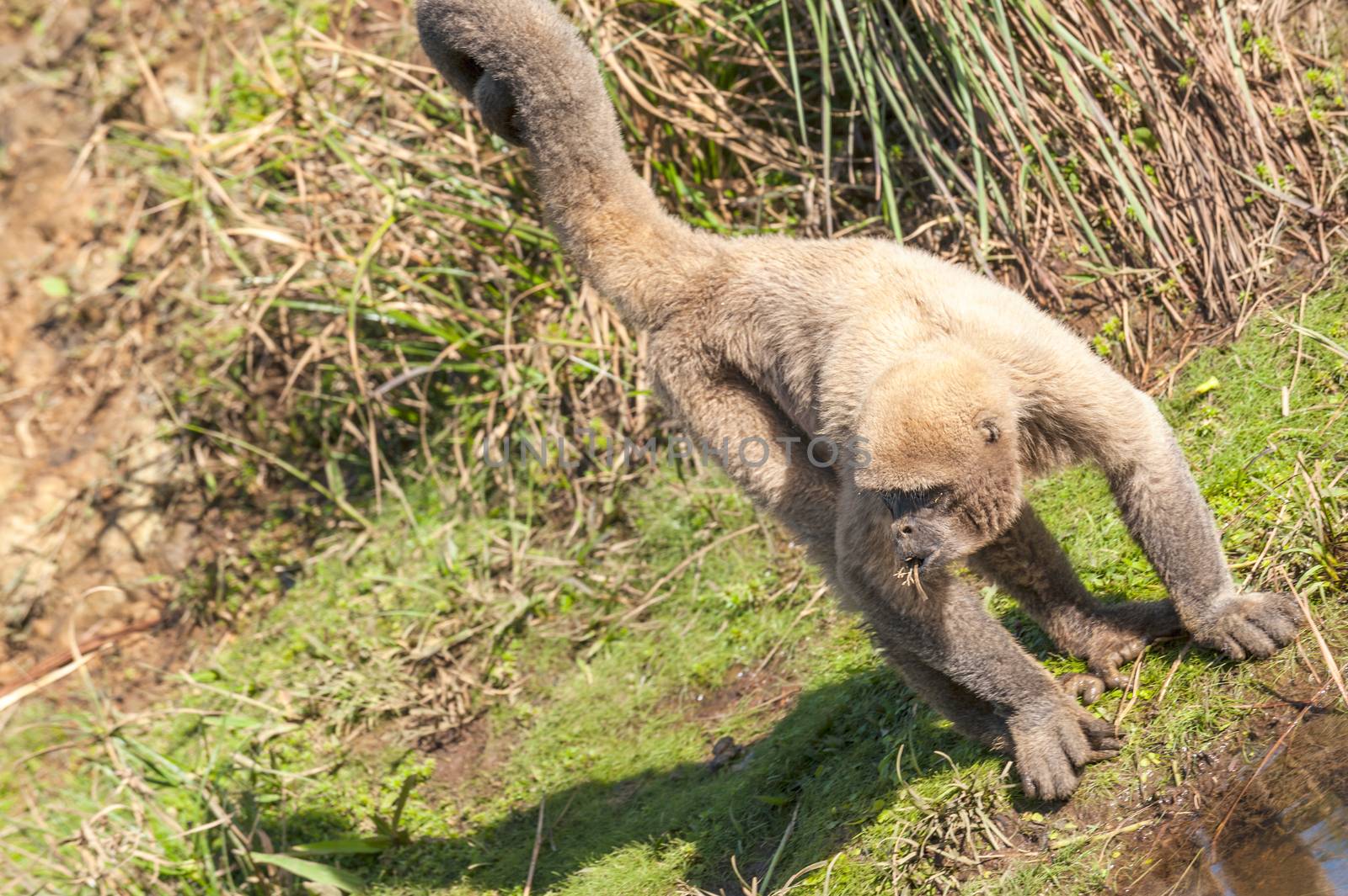 Wooly Monkey in the Amazonia of Ecuador sitting on the riverbank by xura