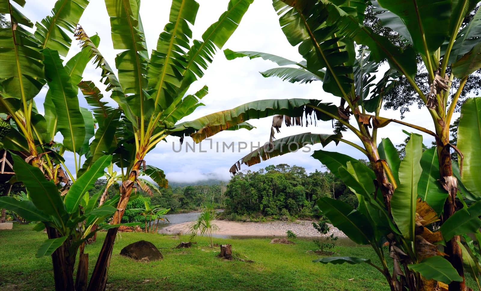 Ecuador as it is: the Amazonia, the sky and bananas. Misahualli