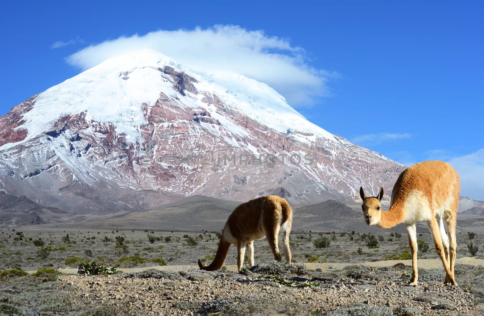 Vicu��a (Vicugna vicugna) or vicugna is wild South American camelid, which live in the high alpine areas of the Andes. It is a relative of the llama. It is understood that the Inca valued vicu��as for their wool.
The vicu��a is the national animal of Peru and Bolivia.
The photo was taken on the road through the Andes near the inactive stratovolcano Chimborazo, in the Cordillera Occidental of the Andes of central Ecuador.