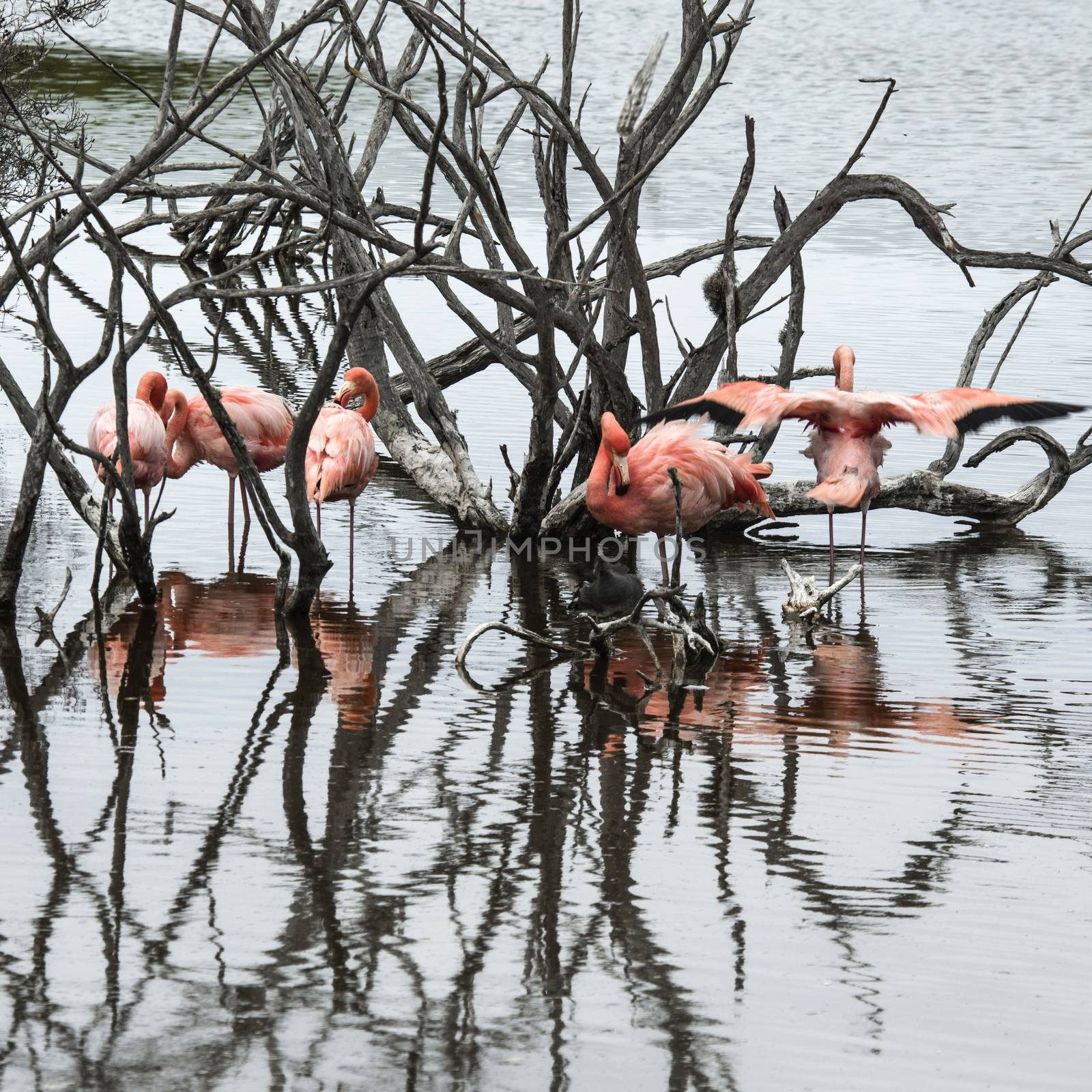 Flamingos have arrived to the island of Isabella, Galapagos Archipelago, Ecuador