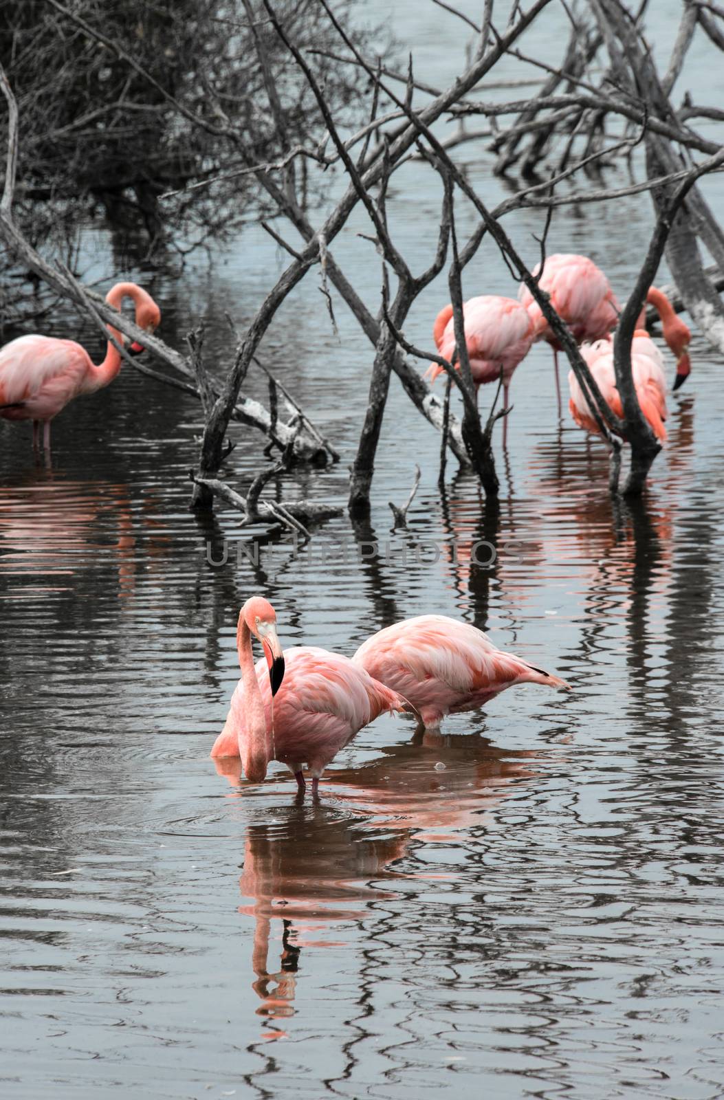 Flamingos have arrived to the island of Isabella, Galapagos Arch by xura