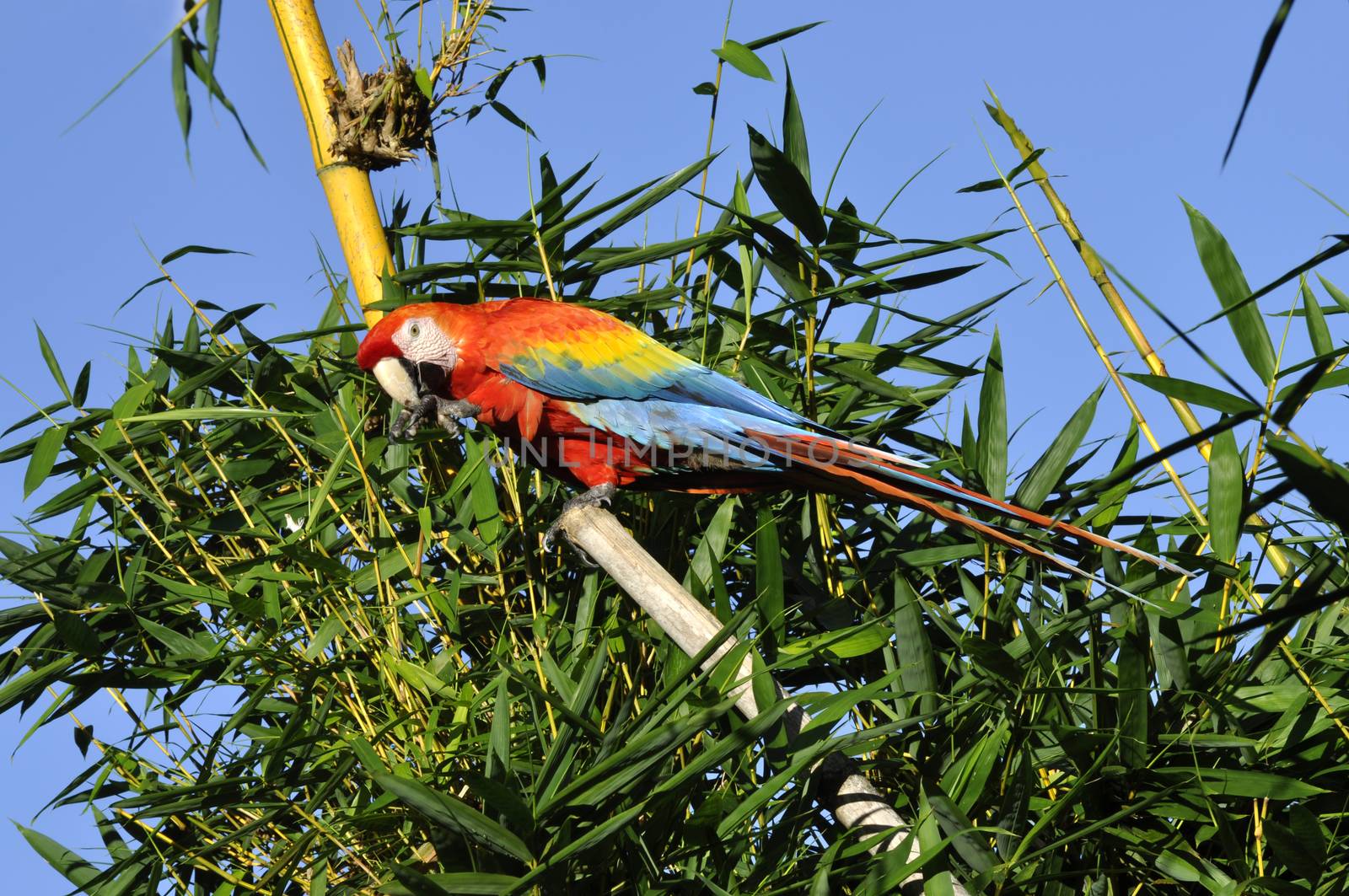 Amazonian Macaw - Ara ararauna in front of a blue sky