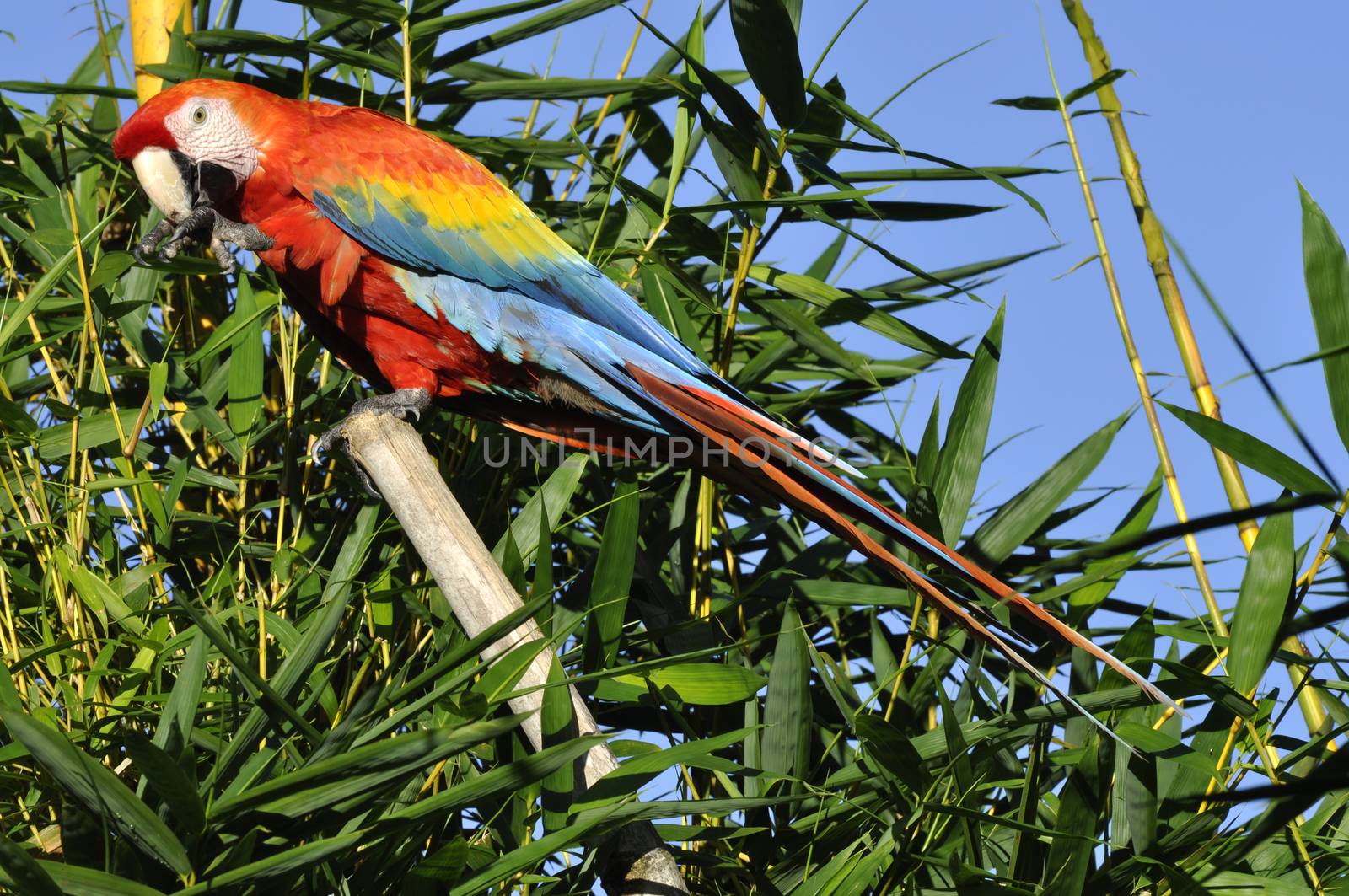 Amazonian Macaw - Ara ararauna in front of a blue sky