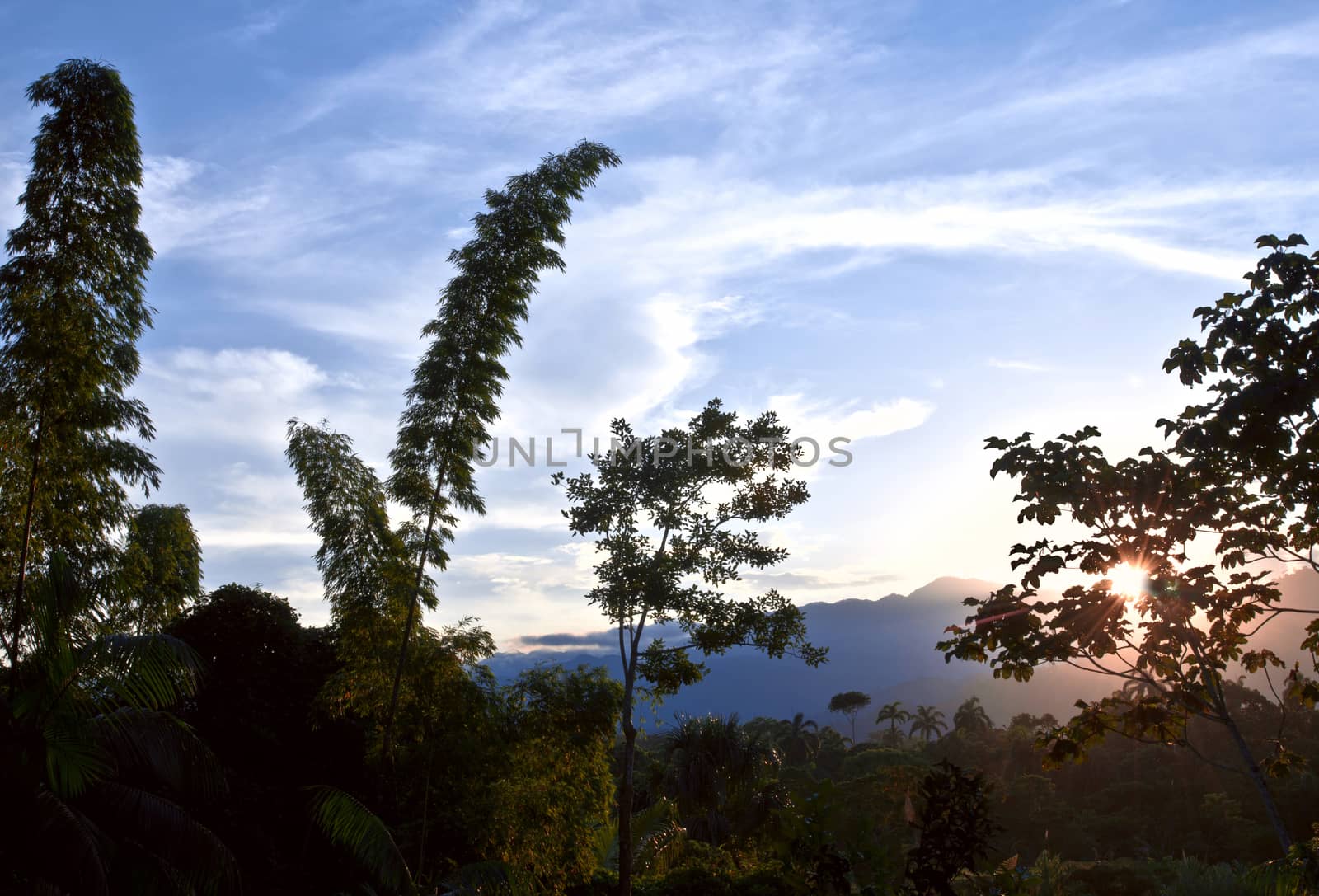 From Andes to Amazon, View of the tropical rainforest, Ecuador