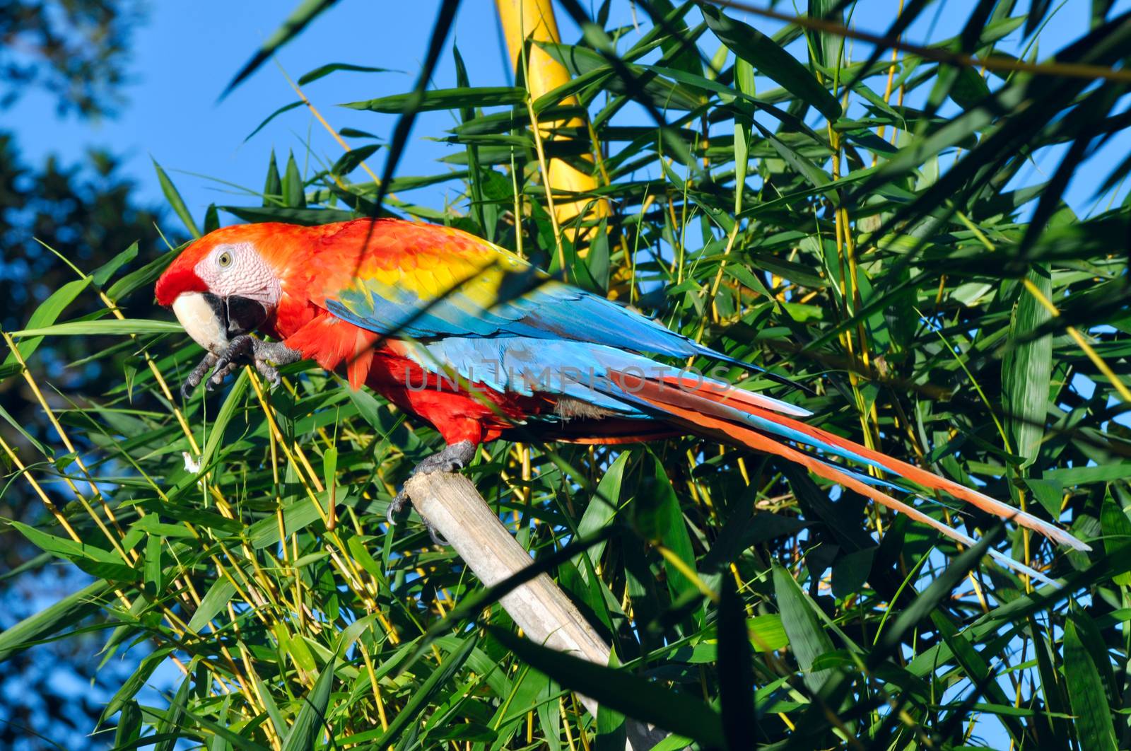 Amazonian Macaw - Ara ararauna in front of a blue sky by xura