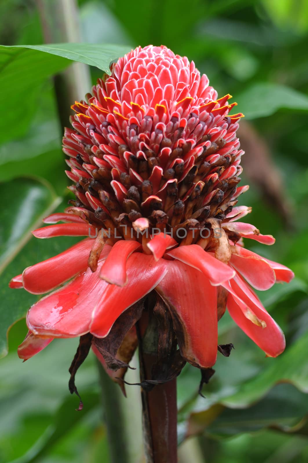 Closeup of Plant from jungle Torch Ginger, Phaeomeria Magnifica. Amazonia, Ecuador