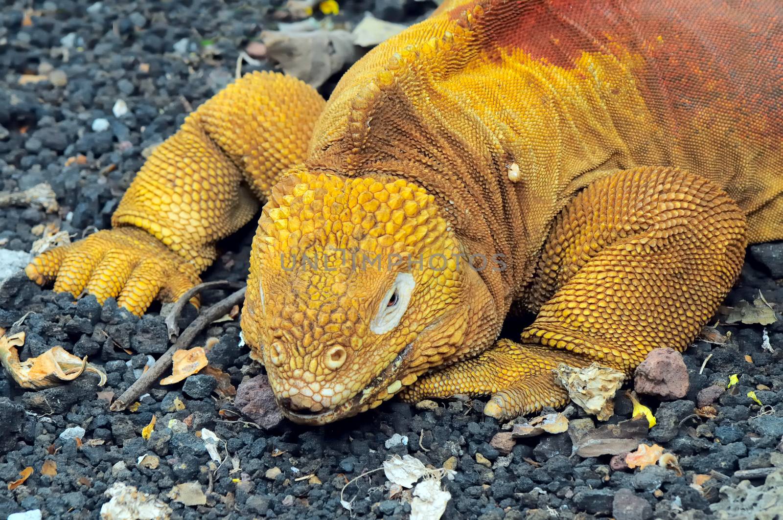 Land iguana, Conolophus subcristatus, part of a breeding program at the Charles Darwin Research Station, Galapagos Islands, Ecuador. The Galapagos Islands are a UNESCO World Heritage Site. 