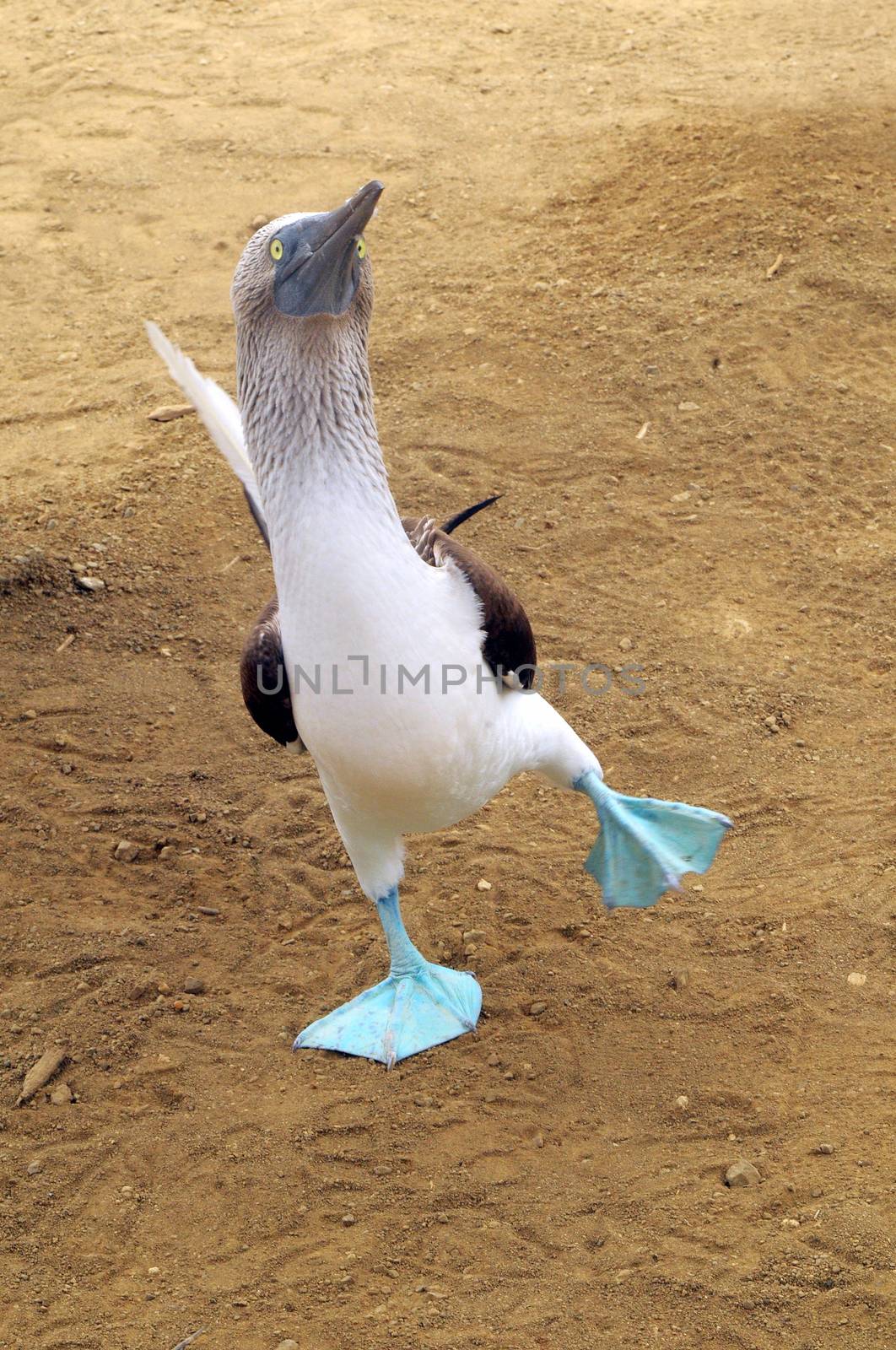 Cheerful mating dance of Blue-footed boobie. Galapagos, Ecuador