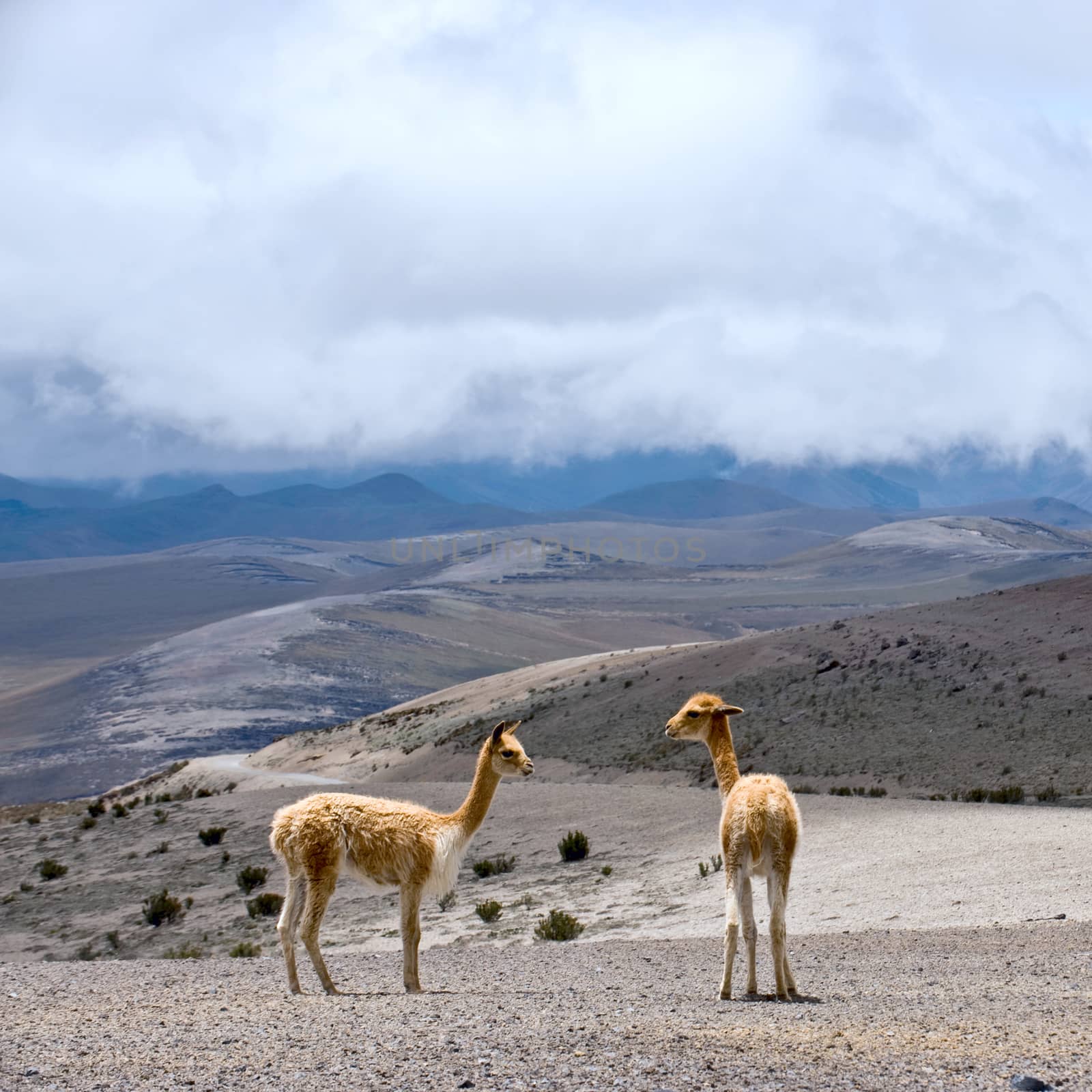 Vicuna (Vicugna vicugna) or vicugna is wild South American camelid, which live in the high alpine areas of the Andes. It is a relative of the llama. Andes of central Ecuador
