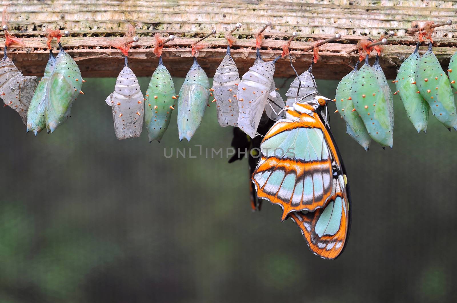 Rows of butterfly cocoons  by xura