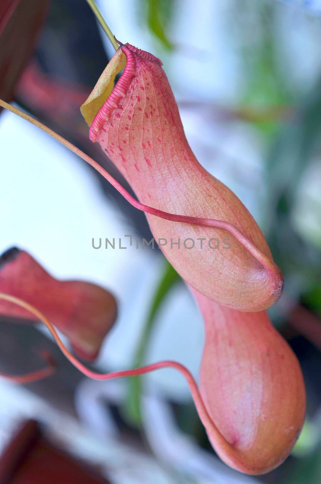 Heliamphora, Predatory carnivorous orchid from the Ecuadorian Am by xura