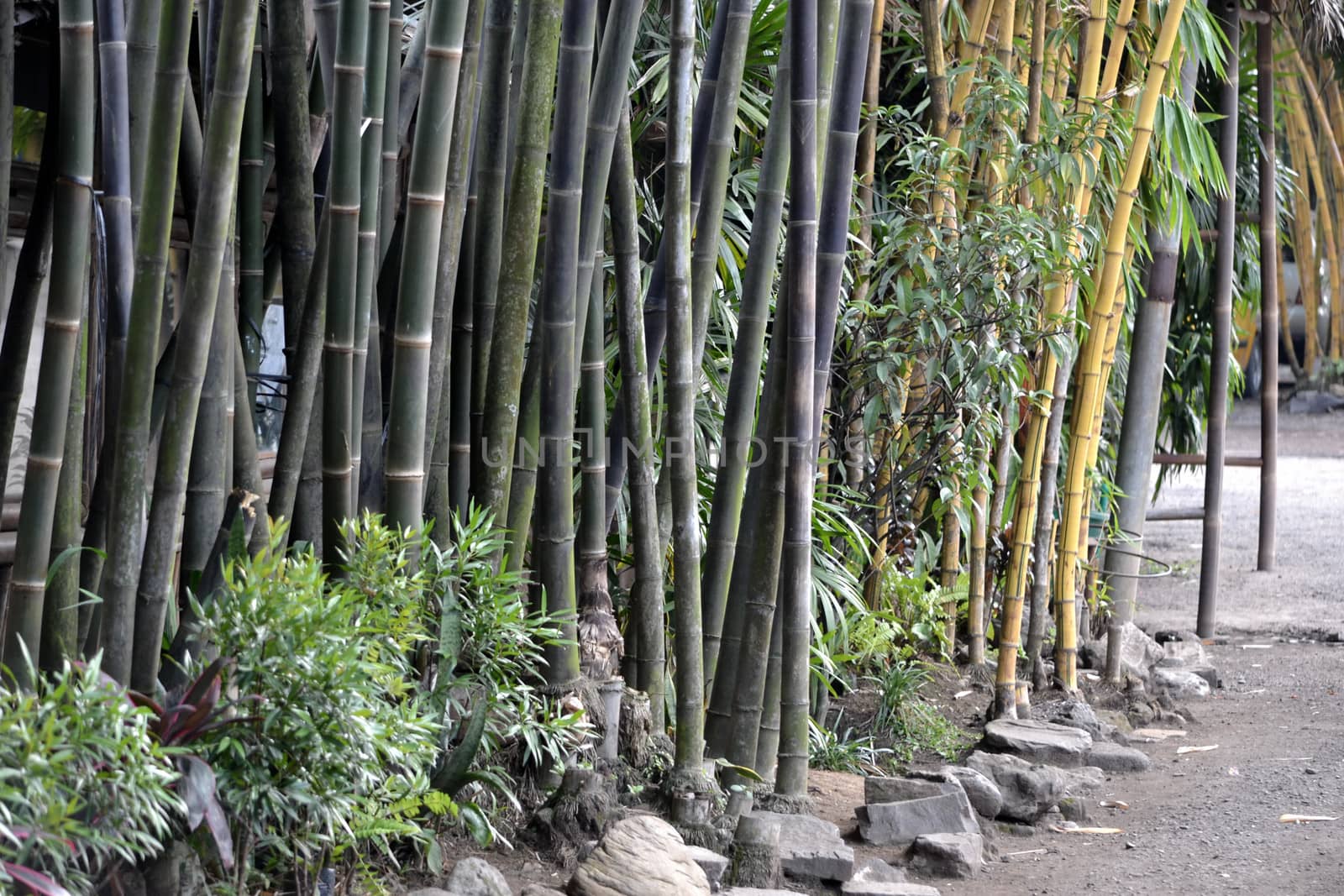 bamboo tree that can be found many in asian countries