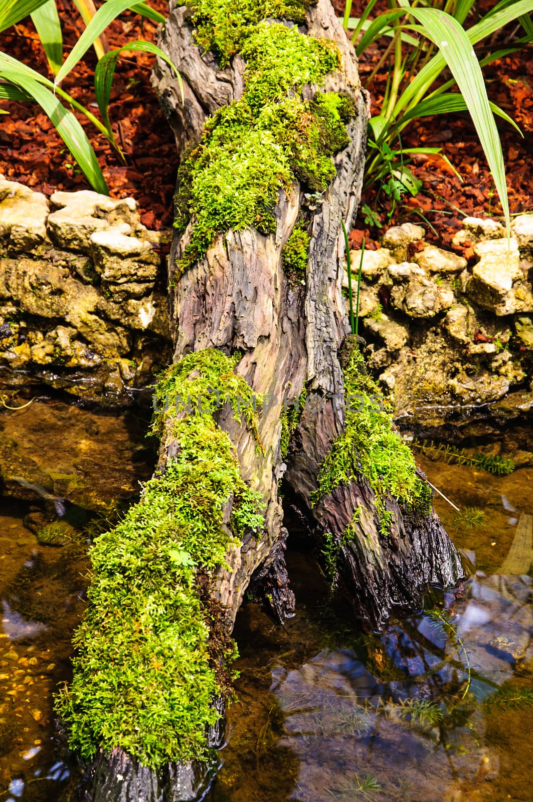 Detail of green moss and little plants on the bark of a tree. 