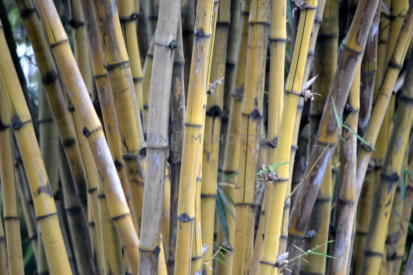 bamboo tree that can be found many in asian countries