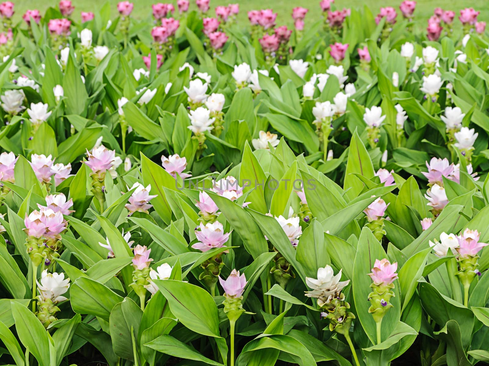 Field of Siam tulip flower or Curcuma alismatifolia