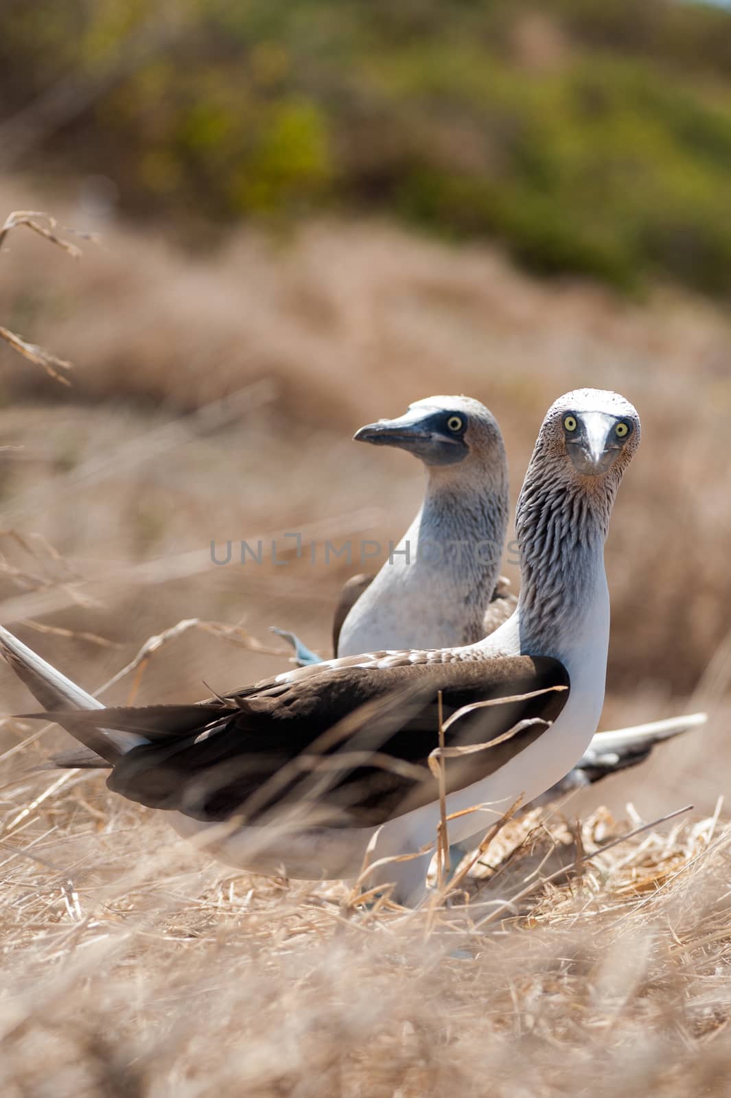 Blue-footed Boobies, Ecuador Coastline, Isla de la Plata by xura