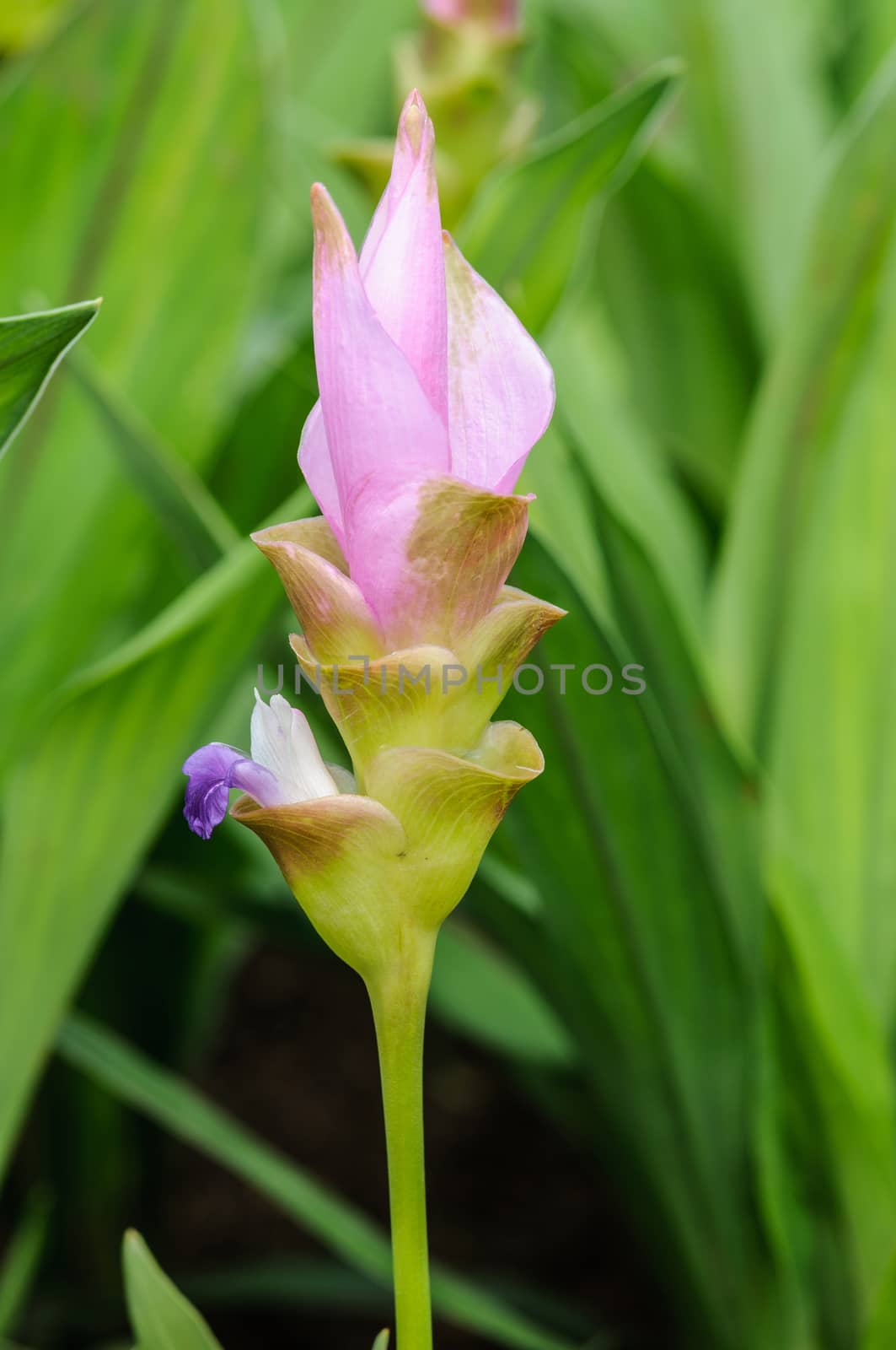 Close up of Siam tulip flower or Curcuma alismatifolia