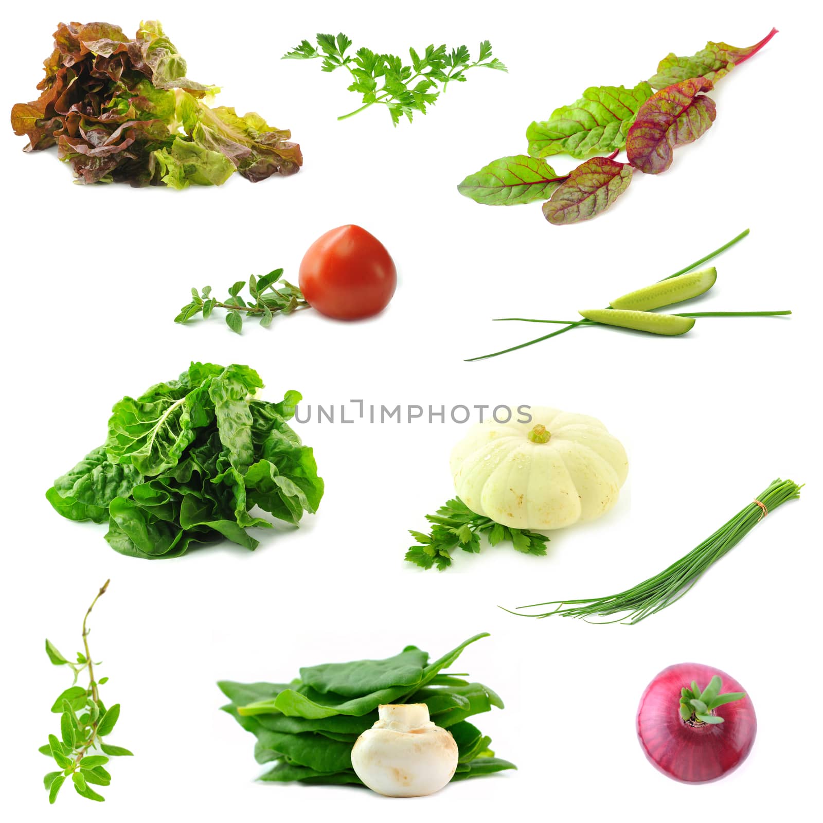 Collection of fresh vegetables necessary on the each kitchen