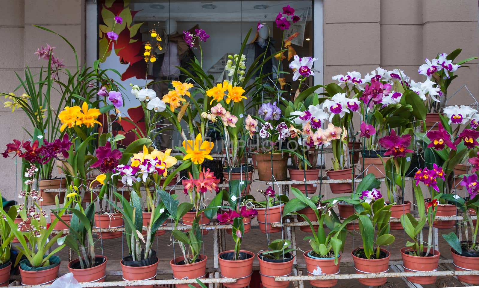 Orchids for sale, Street market in Asuncion, Paraguay.