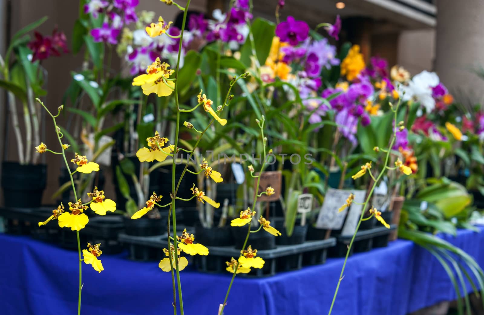 Orchids for sale, Street market in Asuncion, Paraguay. by xura