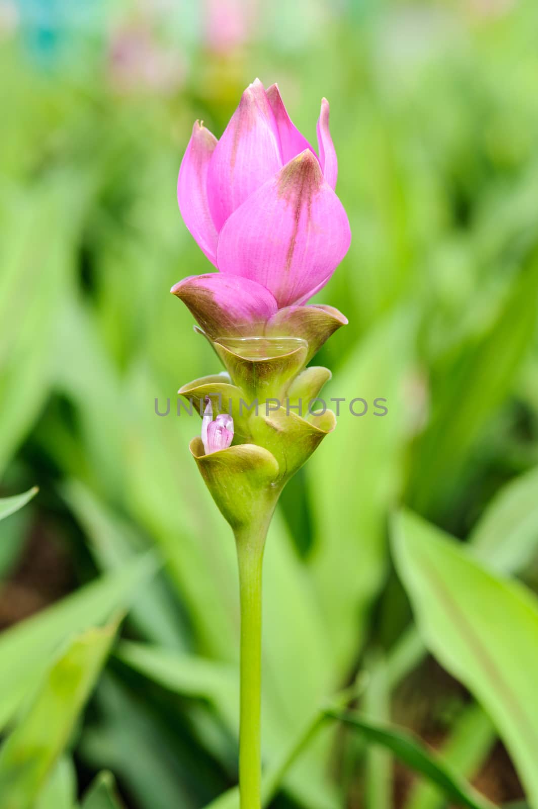 Close up of Siam tulip flower or Curcuma alismatifolia