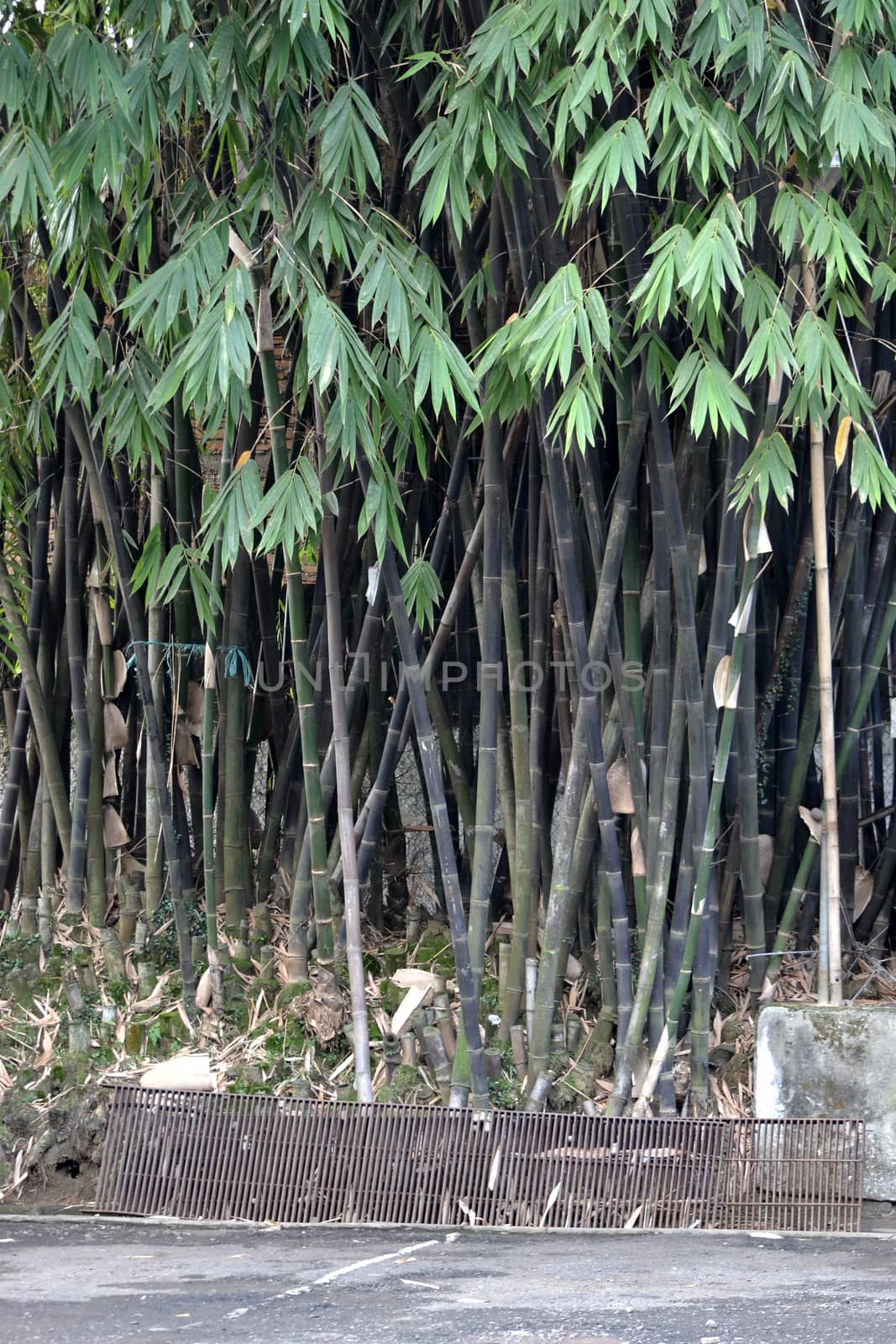 bamboo tree that can be found many in asian countries