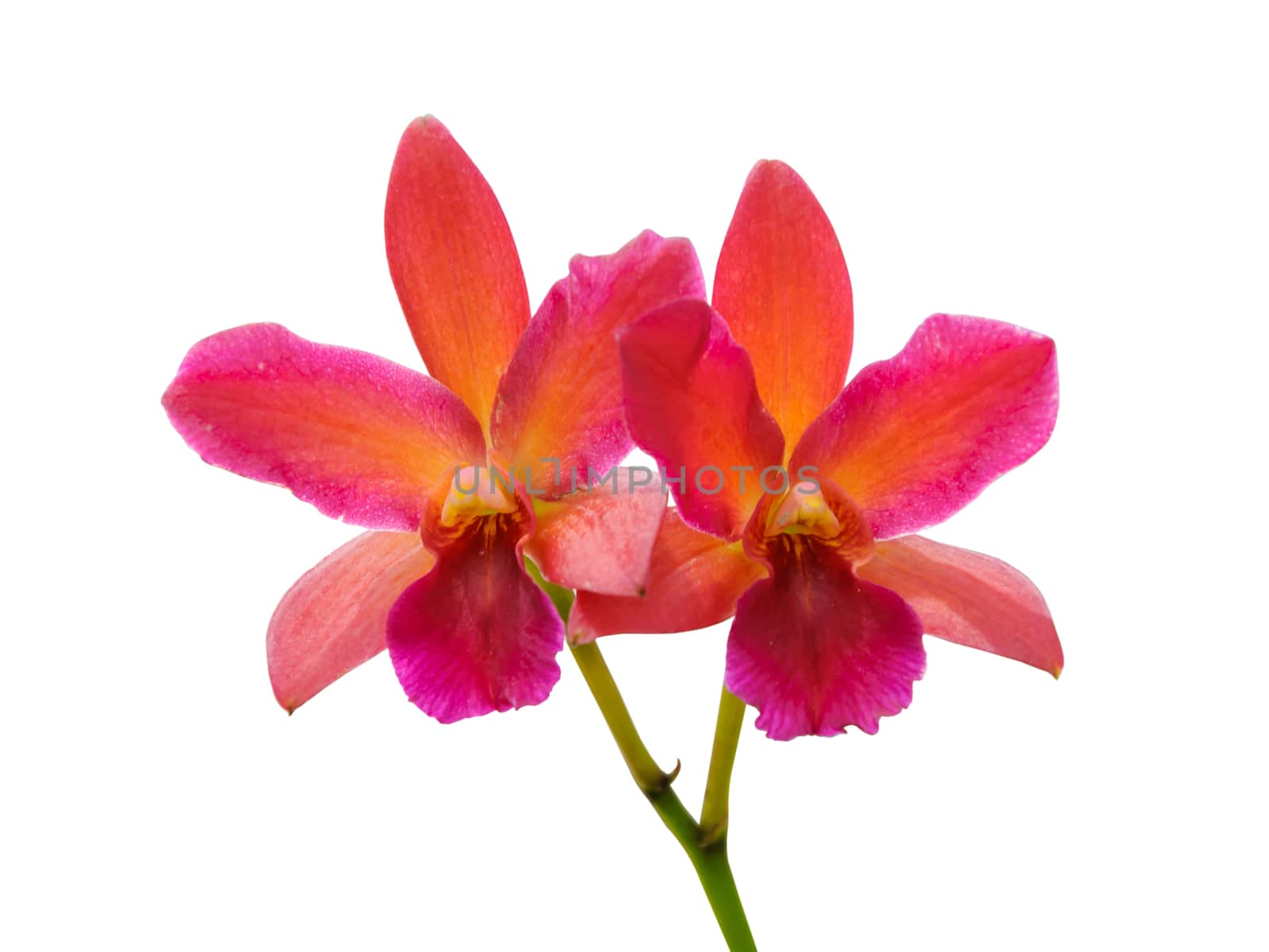 Cattleya orchid flowers isolated on white background 