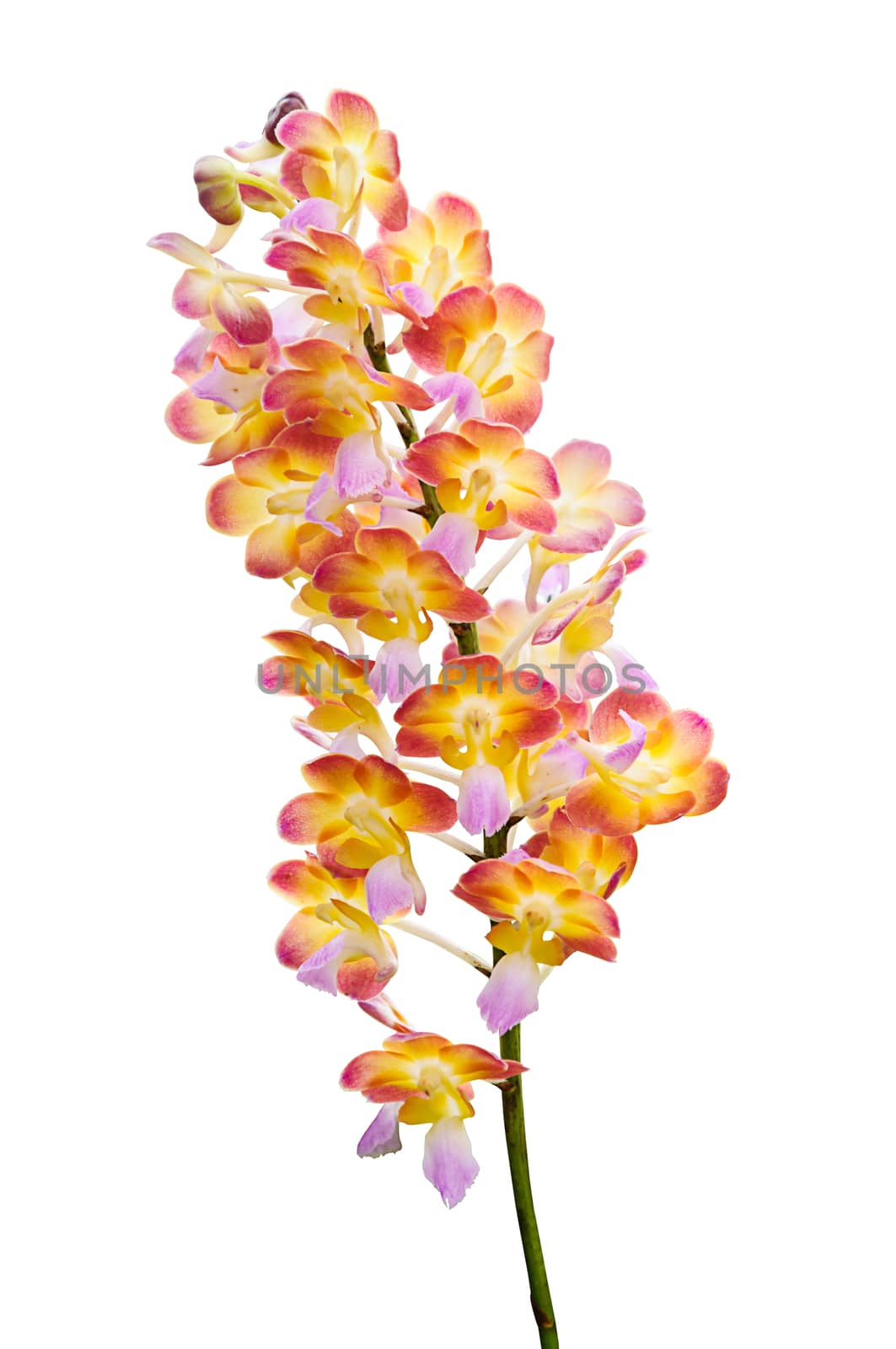 Orchid flowers isolated  by NuwatPhoto